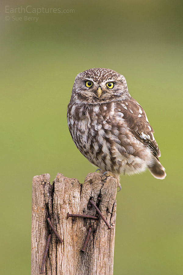 Canon EF 300mm F2.8L IS USM sample photo. Little owl photography