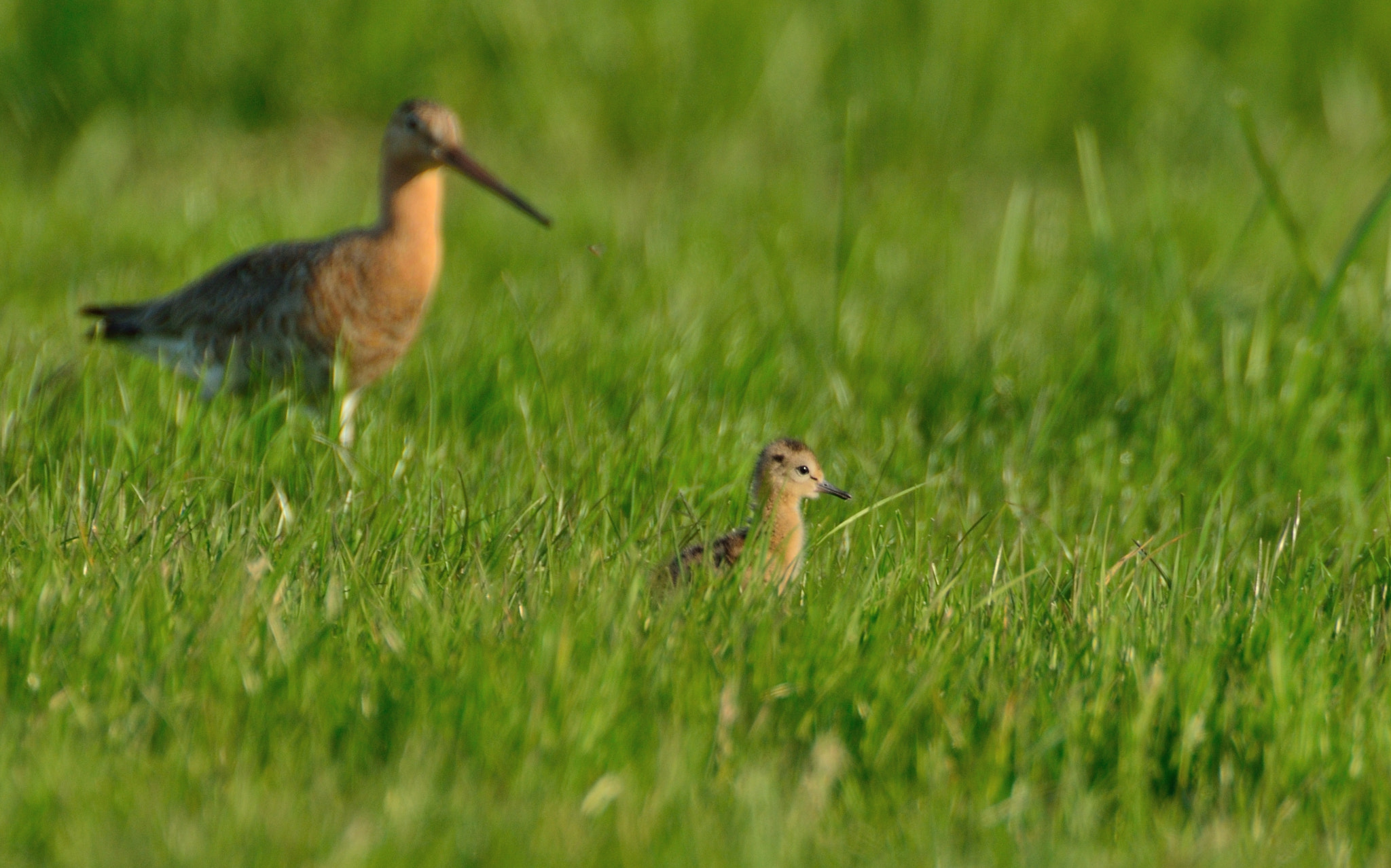 AF-S Nikkor 600mm f/4D IF-ED + TC-14E sample photo. Grutto photography
