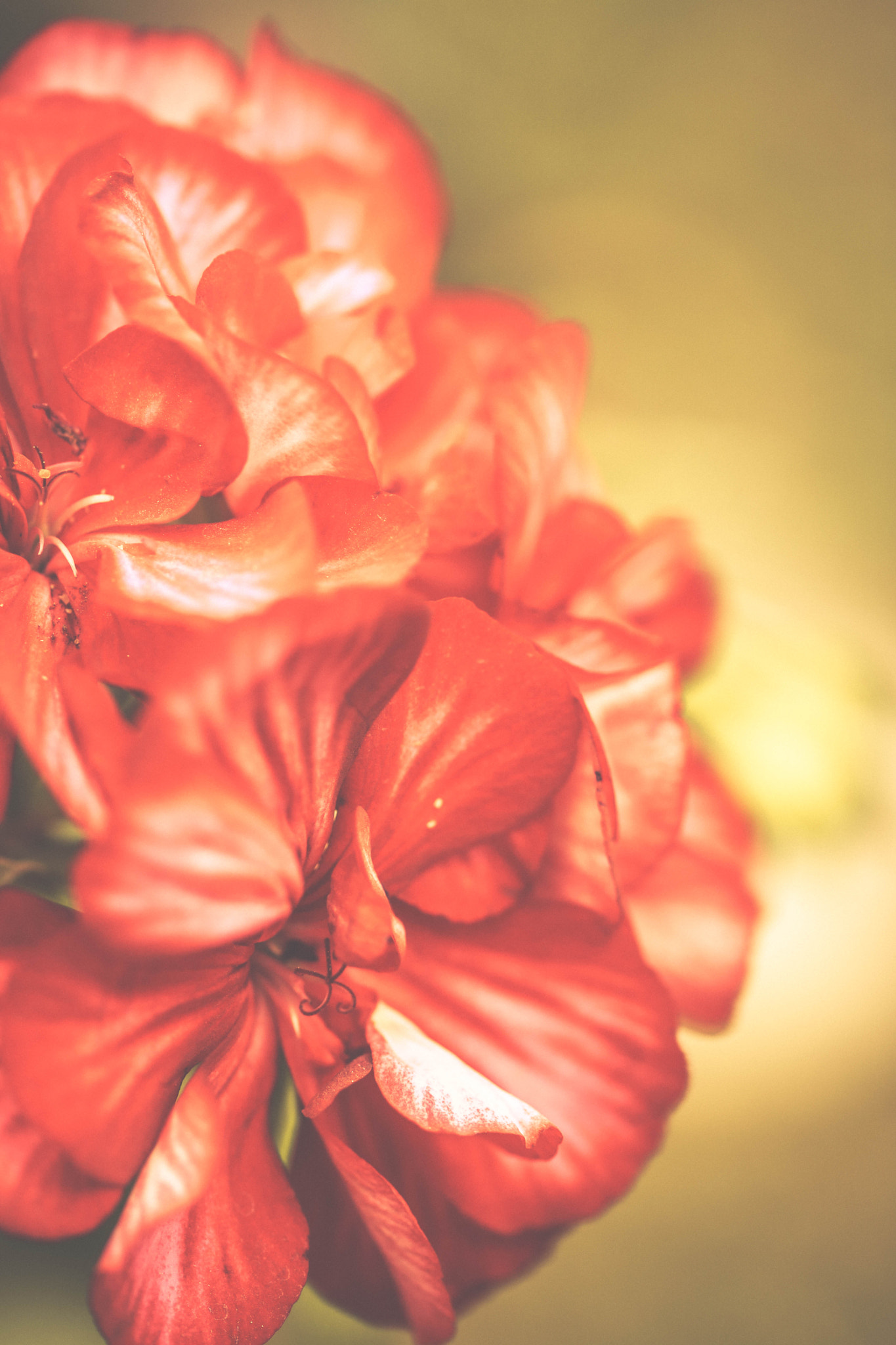 Sigma 105mm F2.8 EX DG OS HSM sample photo. La vie en rose photography
