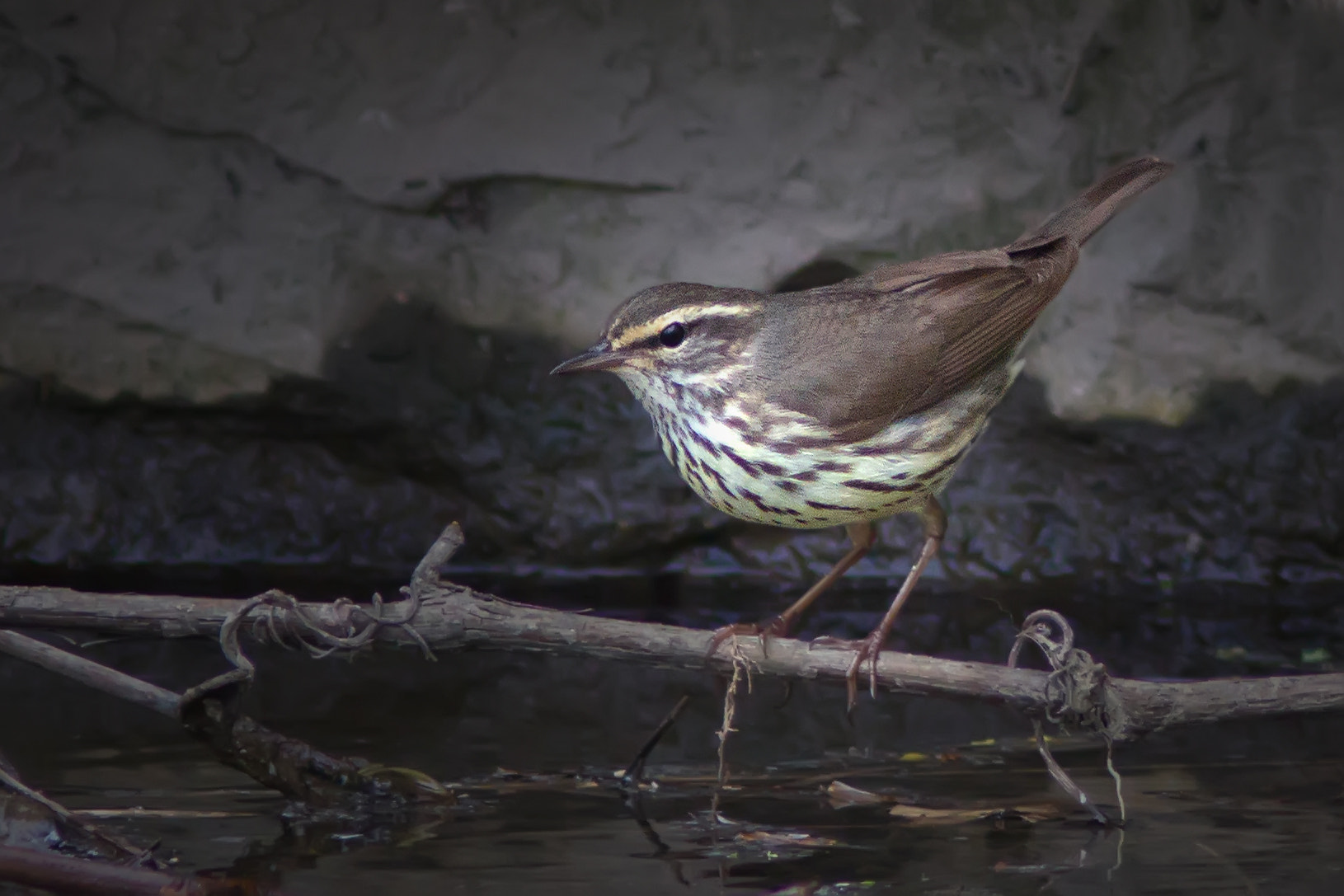 Canon EF 300mm F4L IS USM sample photo. Northern waterthrush 1944 photography