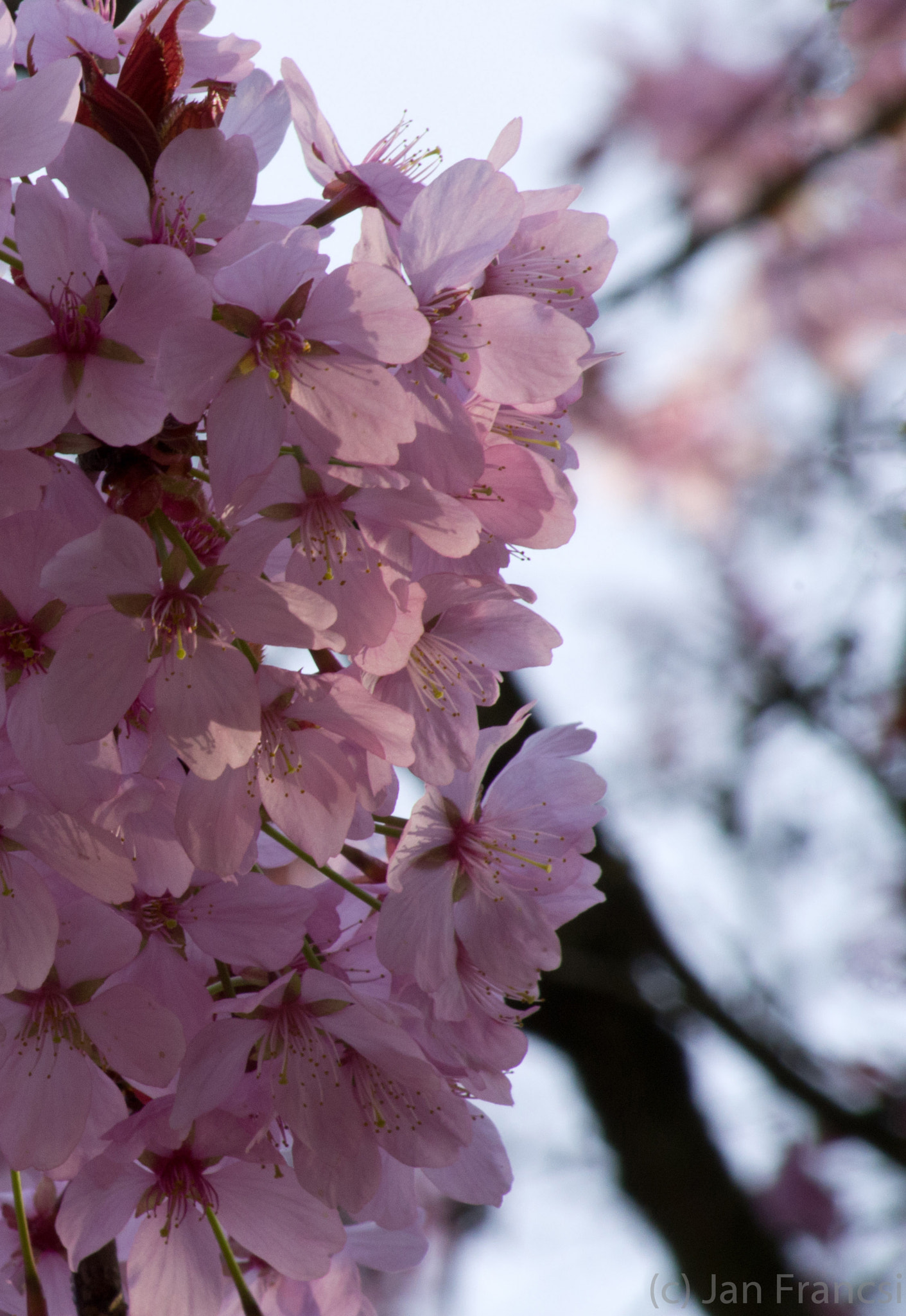HD Pentax DA 55-300mm F4.0-5.8 ED WR sample photo. Pink spring photography