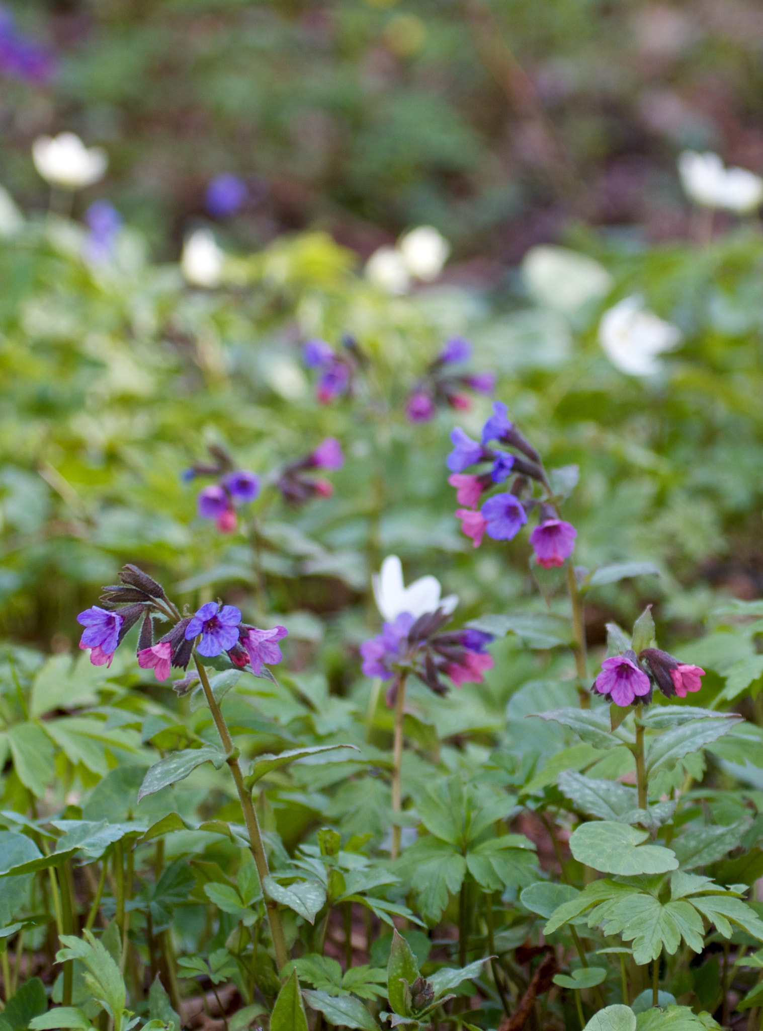 Canon EF 100-400mm F4.5-5.6L IS USM sample photo. Pulmonaria (lungwort) imikkä photography