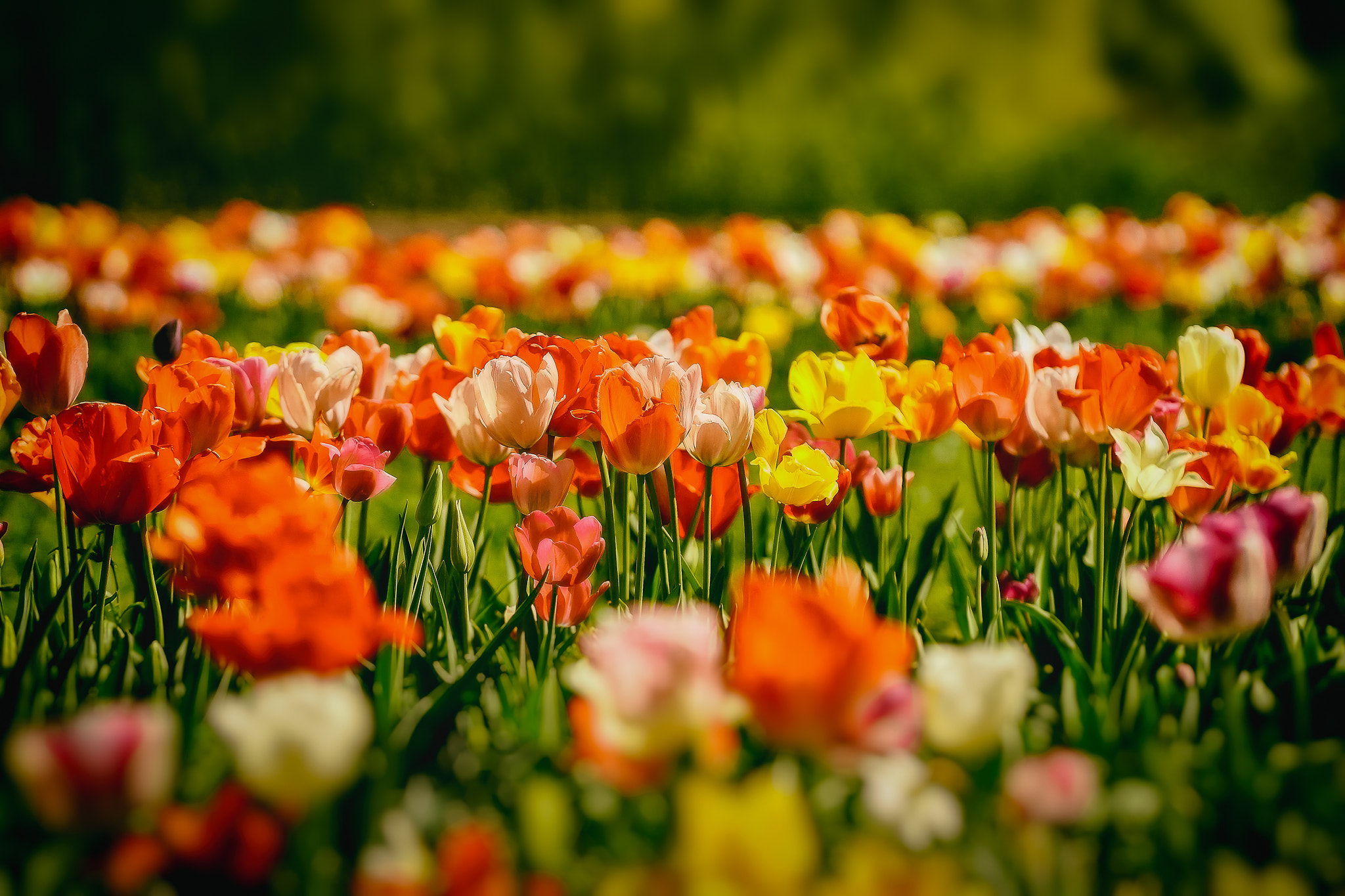 70-200mm F2.8 sample photo. Colors couleurs colori colores photography
