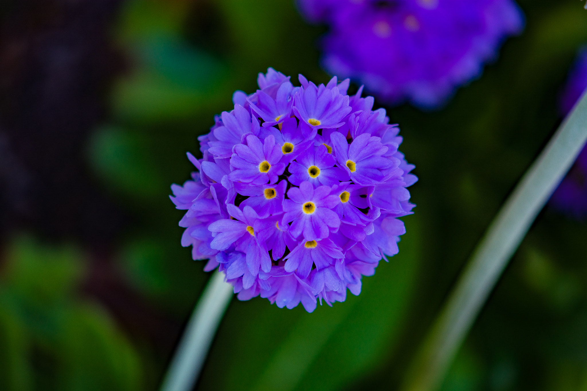 Nikon AF-S DX Micro-Nikkor 85mm F3.5G ED VR sample photo. Bulbs photography