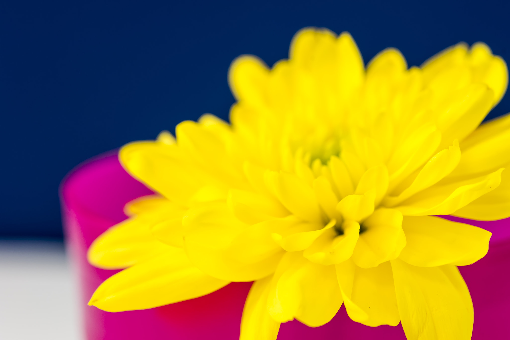 Sony a99 II + Minolta AF 100mm F2.8 Macro [New] sample photo. Yellow chrysnthemum in a pink beaker. photography