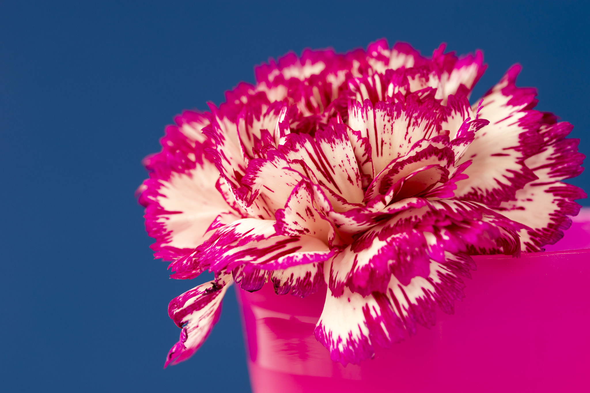 Sony a99 II + Minolta AF 100mm F2.8 Macro [New] sample photo. Pink and white carnation. photography