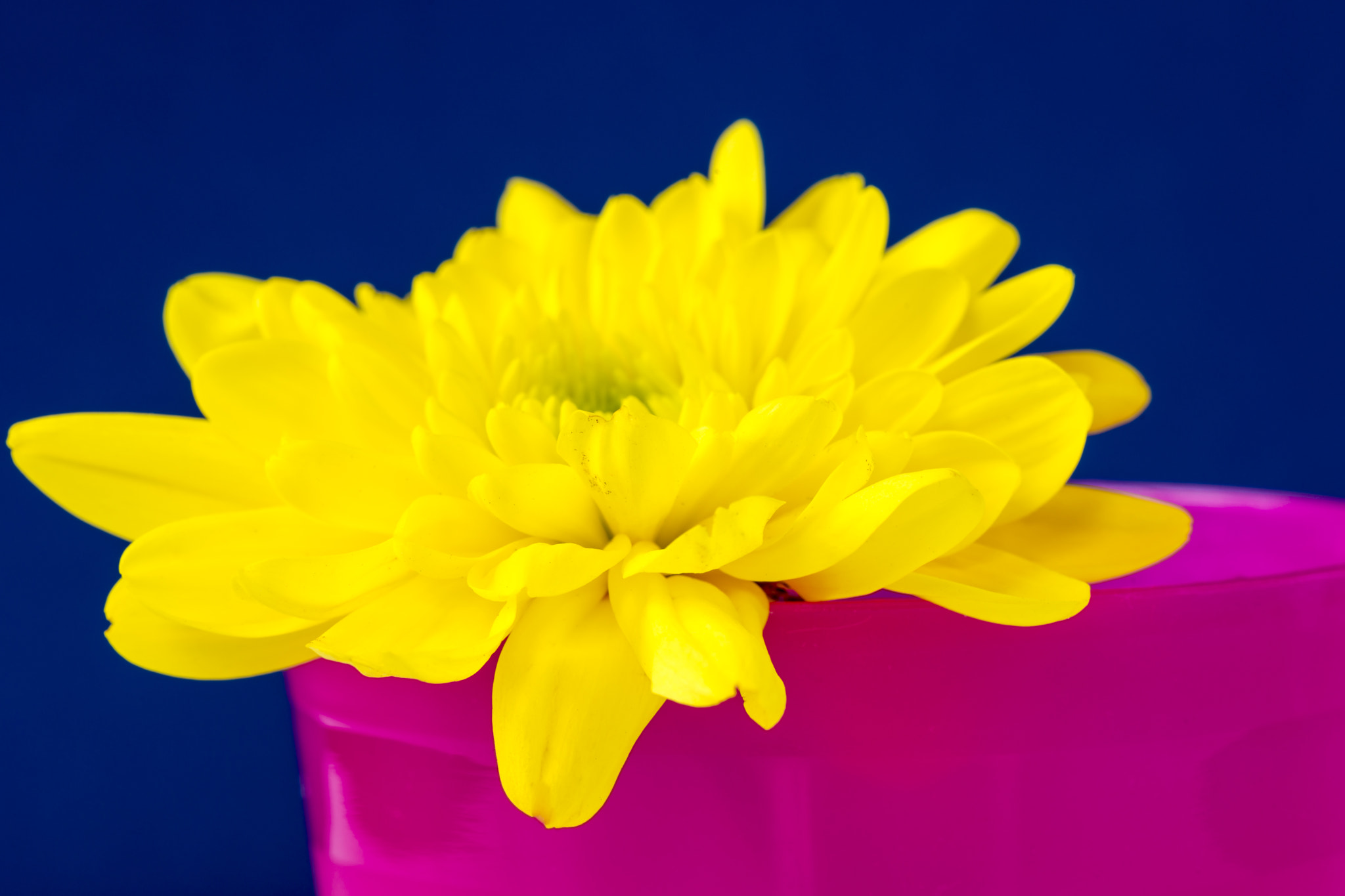 Sony a99 II + Minolta AF 100mm F2.8 Macro [New] sample photo. Yellow chrysnthemum in a pink beaker. photography