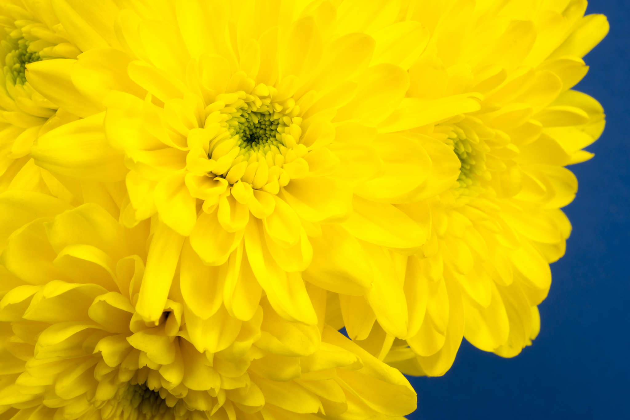 Sony a99 II + Minolta AF 100mm F2.8 Macro [New] sample photo. Yellow chrysnthemums on a blue background. photography