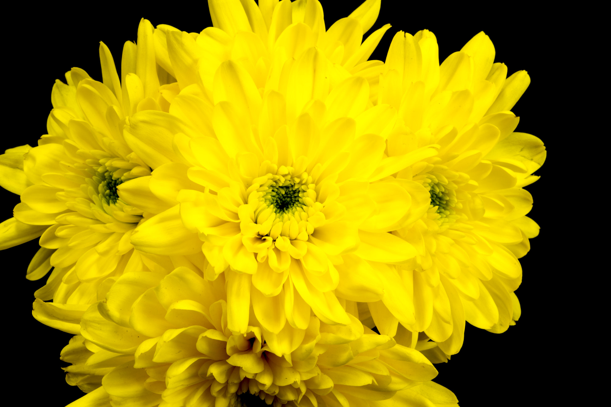 Sony a99 II + Minolta AF 100mm F2.8 Macro [New] sample photo. Yellow chrysnthemums on a black background. photography
