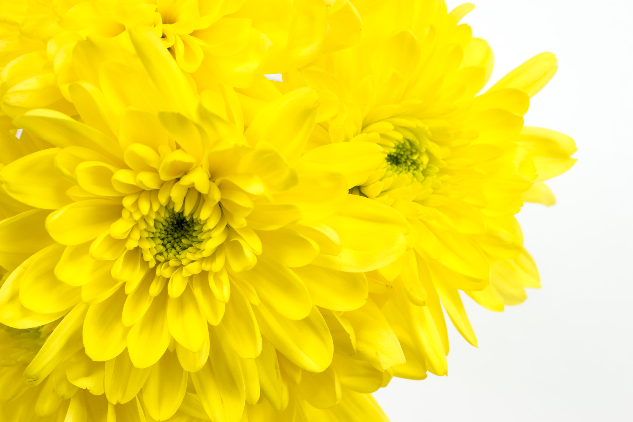 Sony a99 II + Minolta AF 100mm F2.8 Macro [New] sample photo. Yellow chrysnthemum on a white background. photography