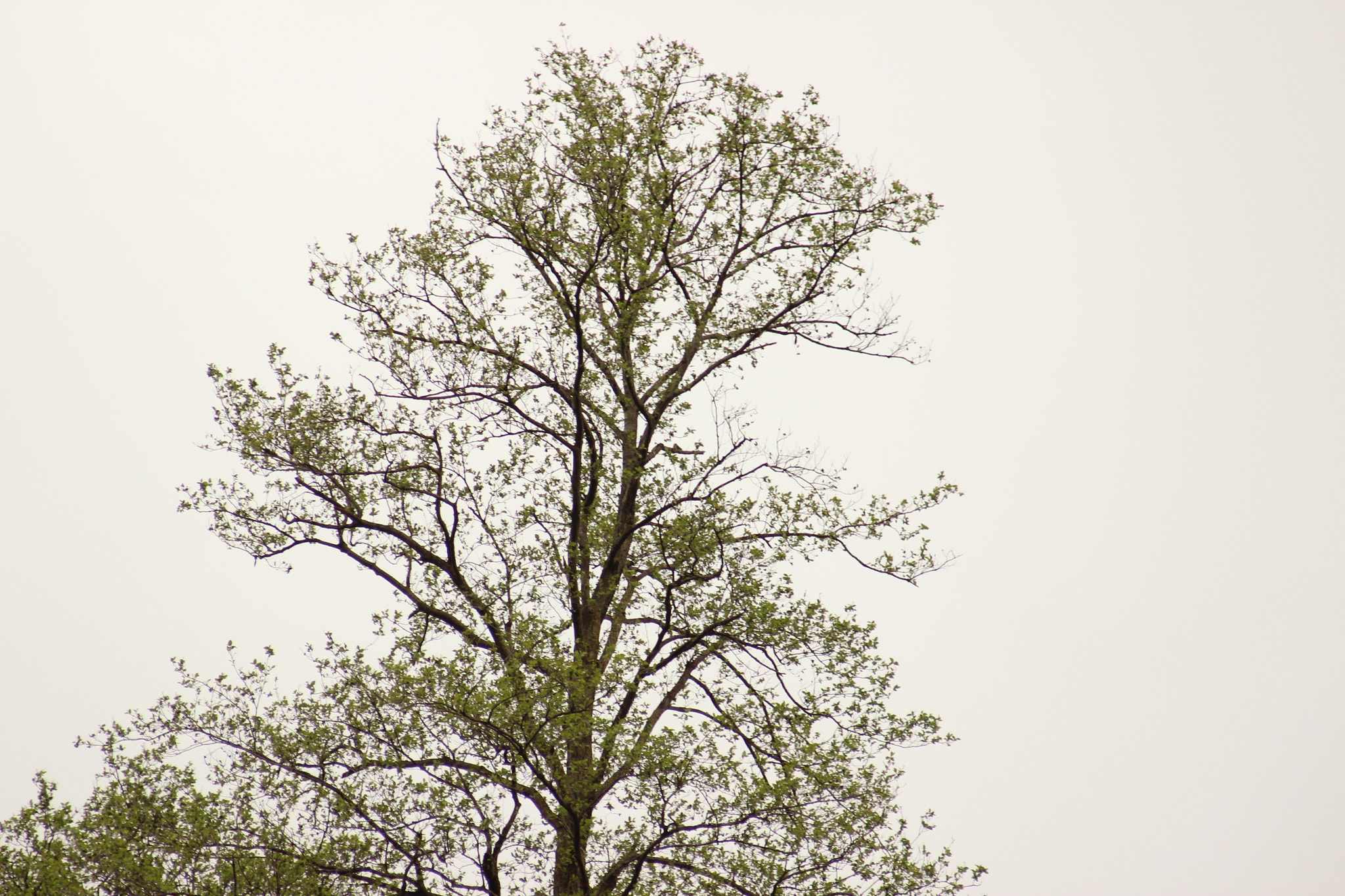Canon EF 55-200mm F4.5-5.6 II USM sample photo. Tree photography