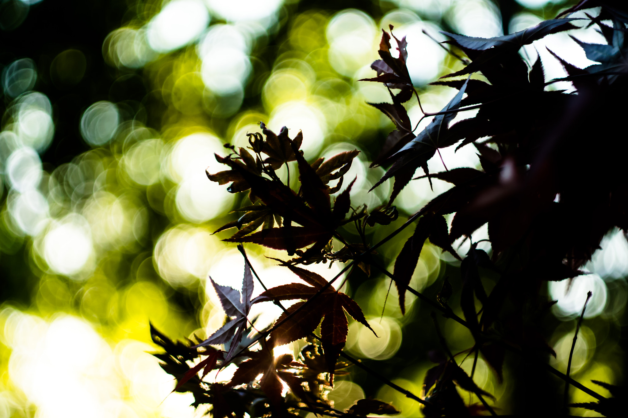 Sony SLT-A77 + Minolta AF 50mm F1.7 sample photo