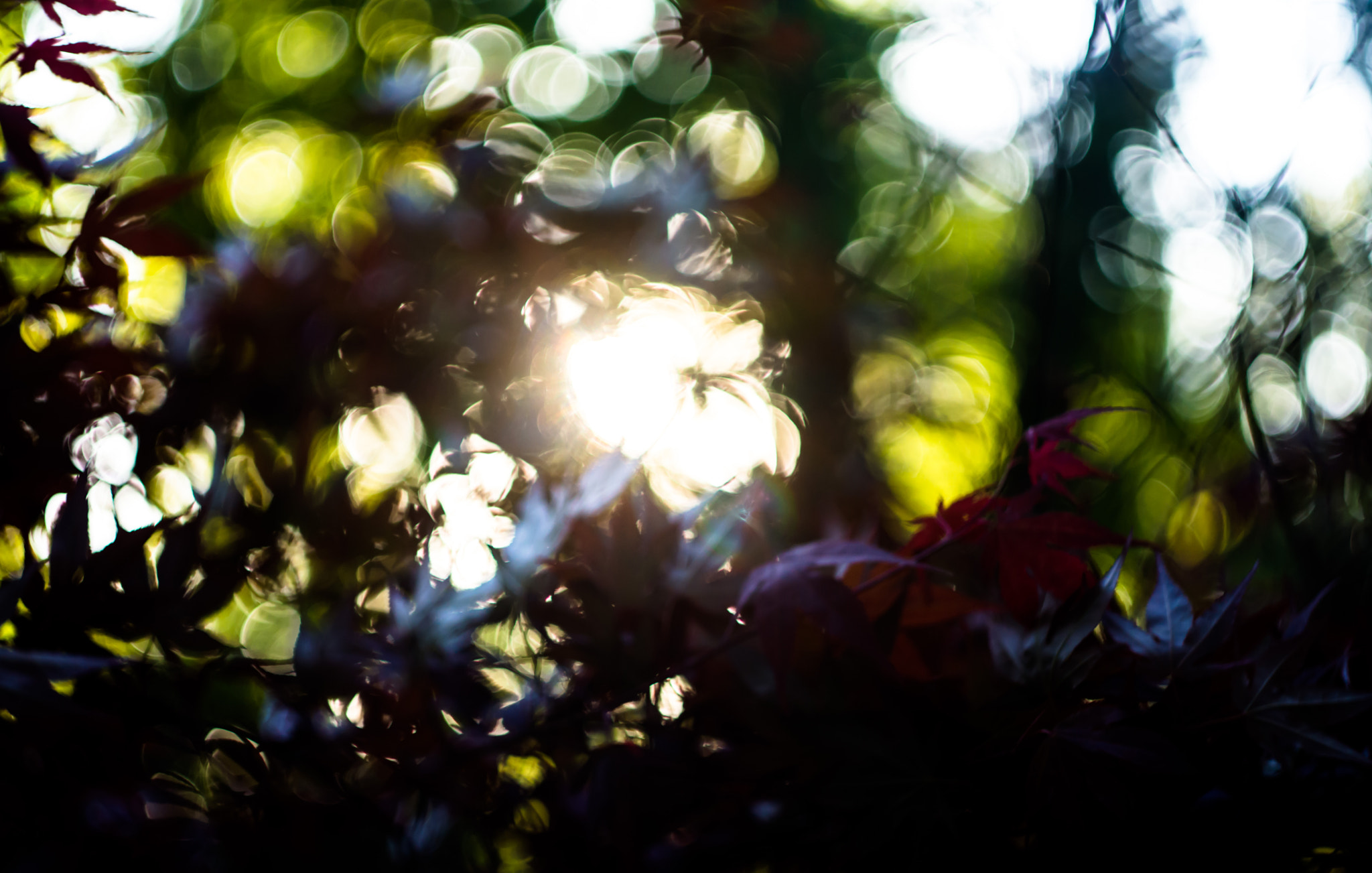 Sony SLT-A77 + Minolta AF 50mm F1.7 sample photo