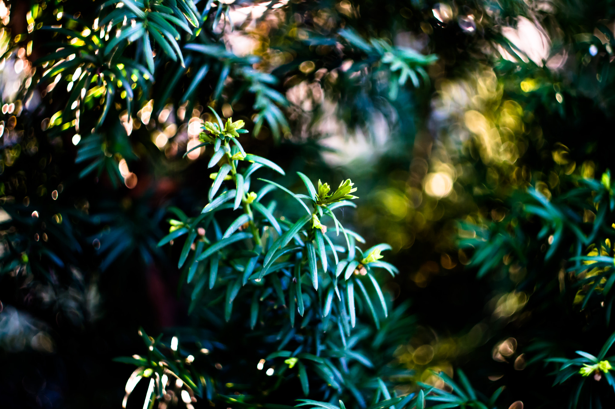 Sony SLT-A77 + Minolta AF 50mm F1.7 sample photo