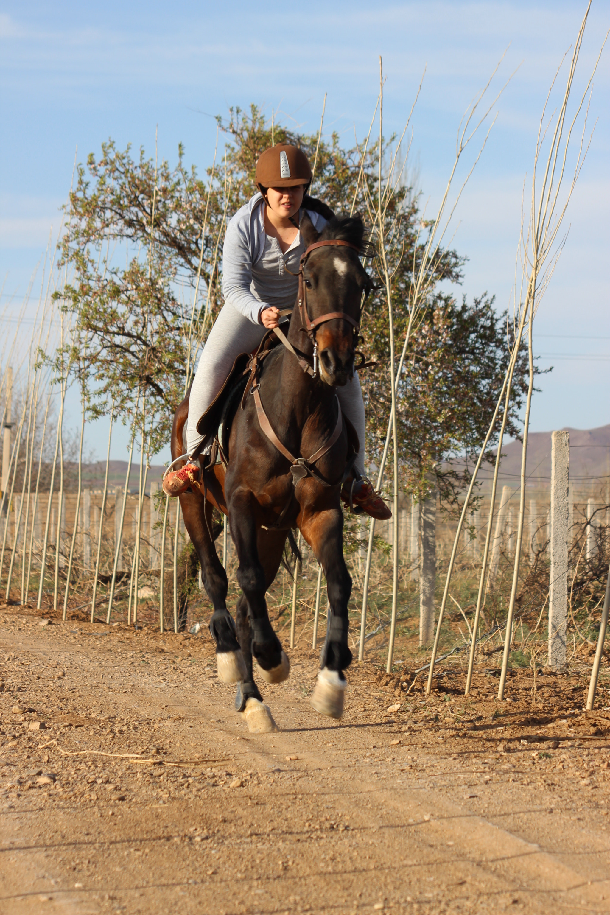 Canon EF 55-200mm F4.5-5.6 II USM sample photo. Horse riding photography