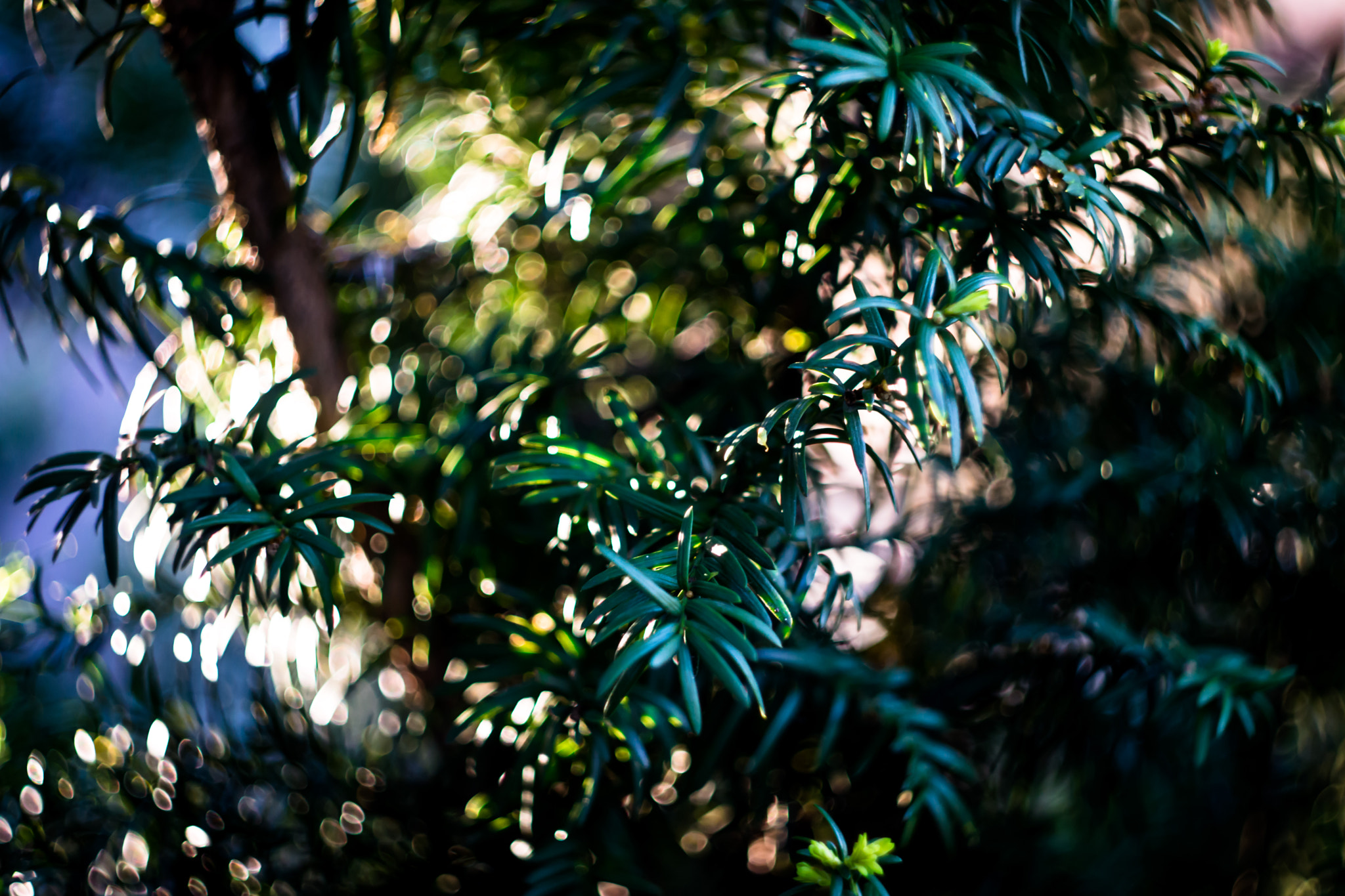 Sony SLT-A77 + Minolta AF 50mm F1.7 sample photo
