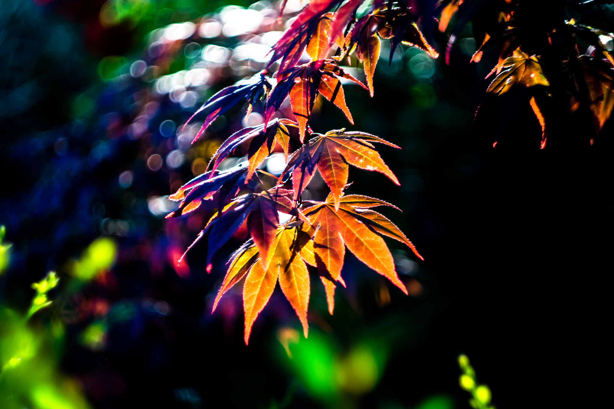 Sony SLT-A77 + Minolta AF 50mm F1.7 sample photo