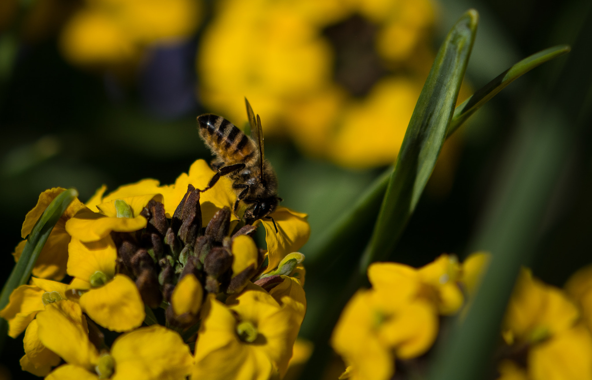 Nikon AF-S DX Micro-Nikkor 85mm F3.5G ED VR sample photo. Diving into the goodies photography