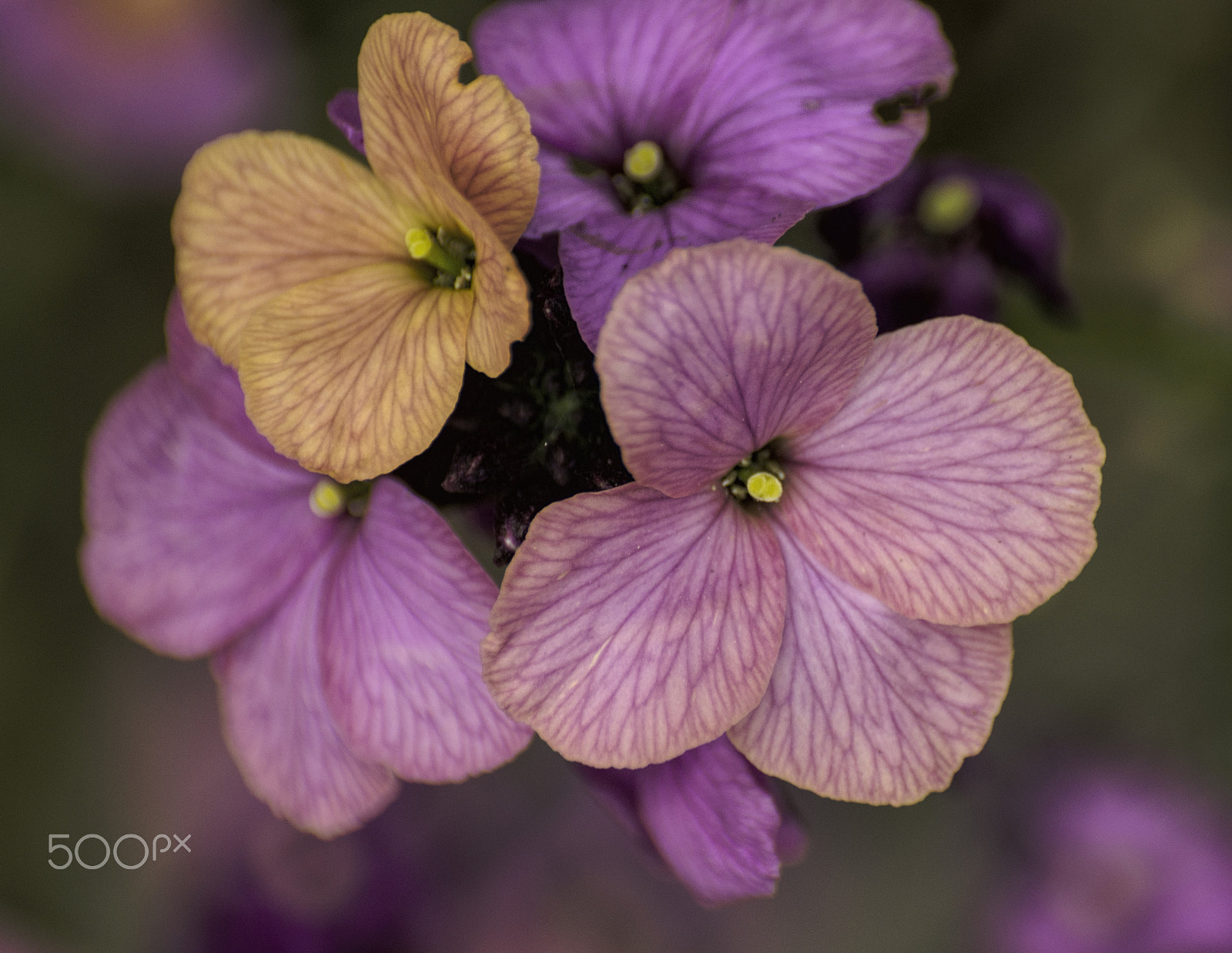 Nikon D7000 + Sigma 70-300mm F4-5.6 DG Macro sample photo. Wallflower photography