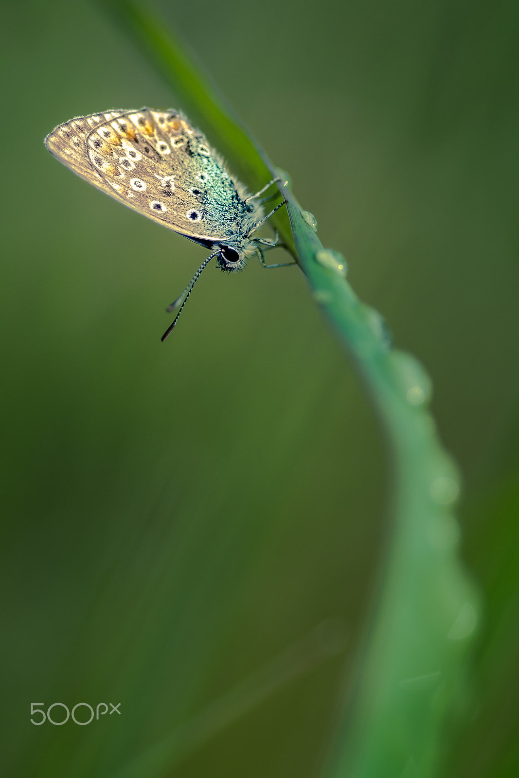 Tamron SP AF 90mm F2.8 Di Macro sample photo. My new friend photography