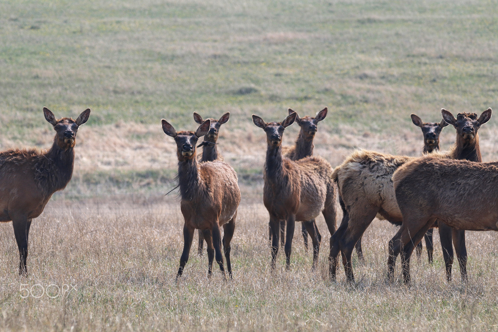 Sigma 150-600mm F5-6.3 DG OS HSM | C sample photo. Stag & doe photography