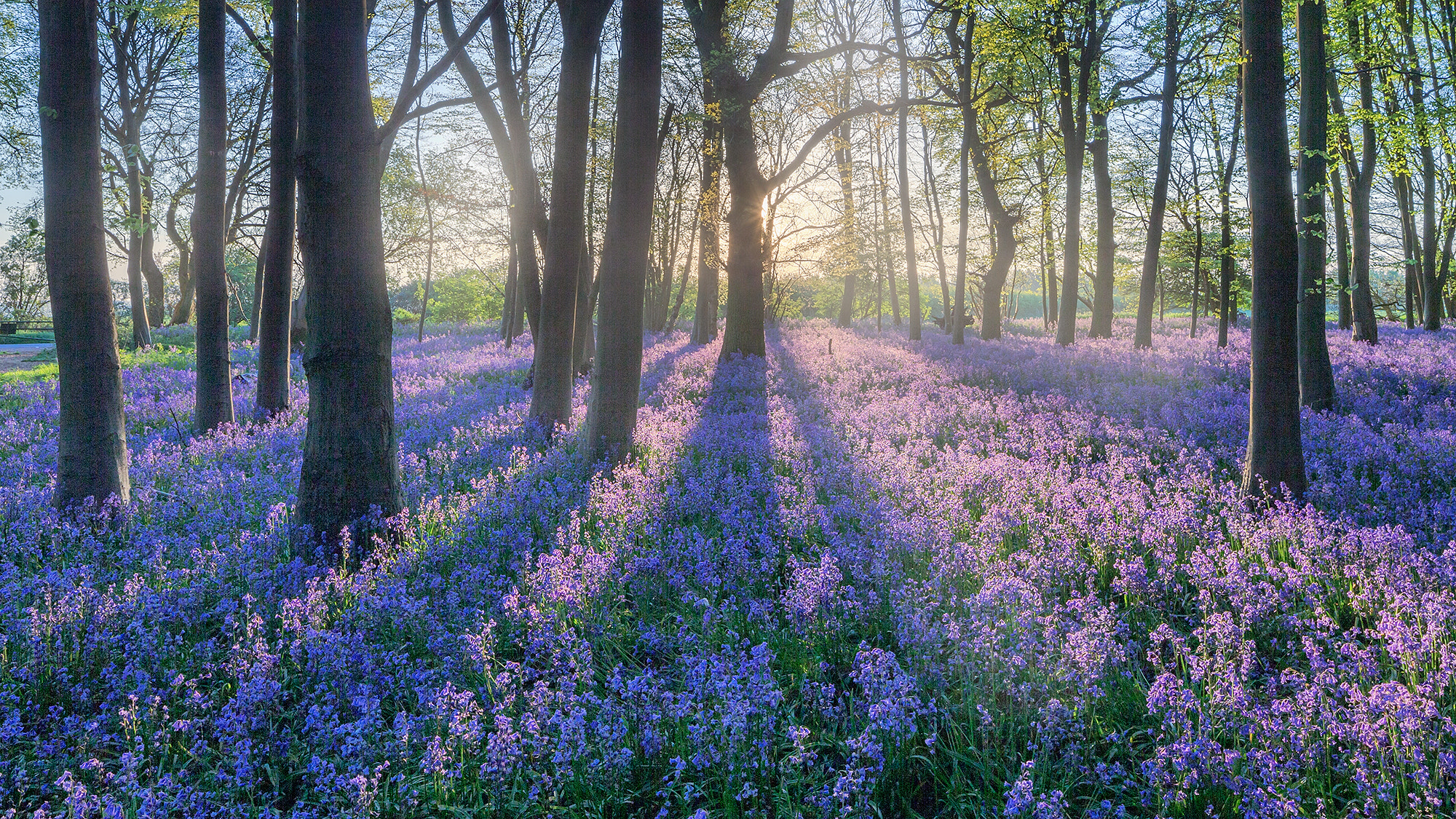 Canon TS-E 24.0mm f/3.5 L II sample photo. The last of the bluebells photography