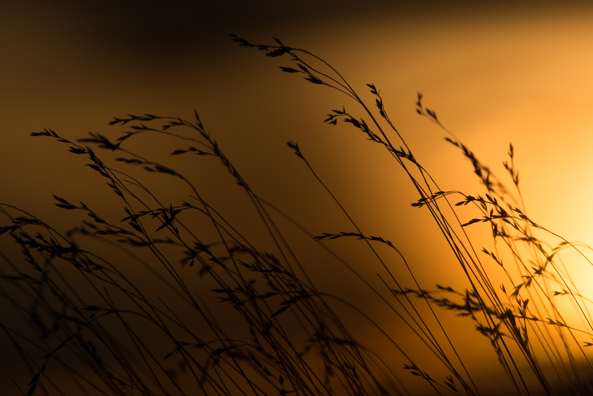 Nikon AF-S Nikkor 300mm F2.8G ED VR II sample photo. Blades of grass at sunset photography