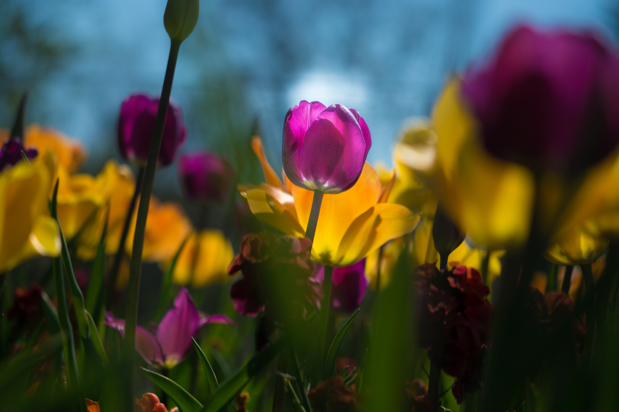 Nikon AF-S DX Micro-Nikkor 85mm F3.5G ED VR sample photo. Meadow photography
