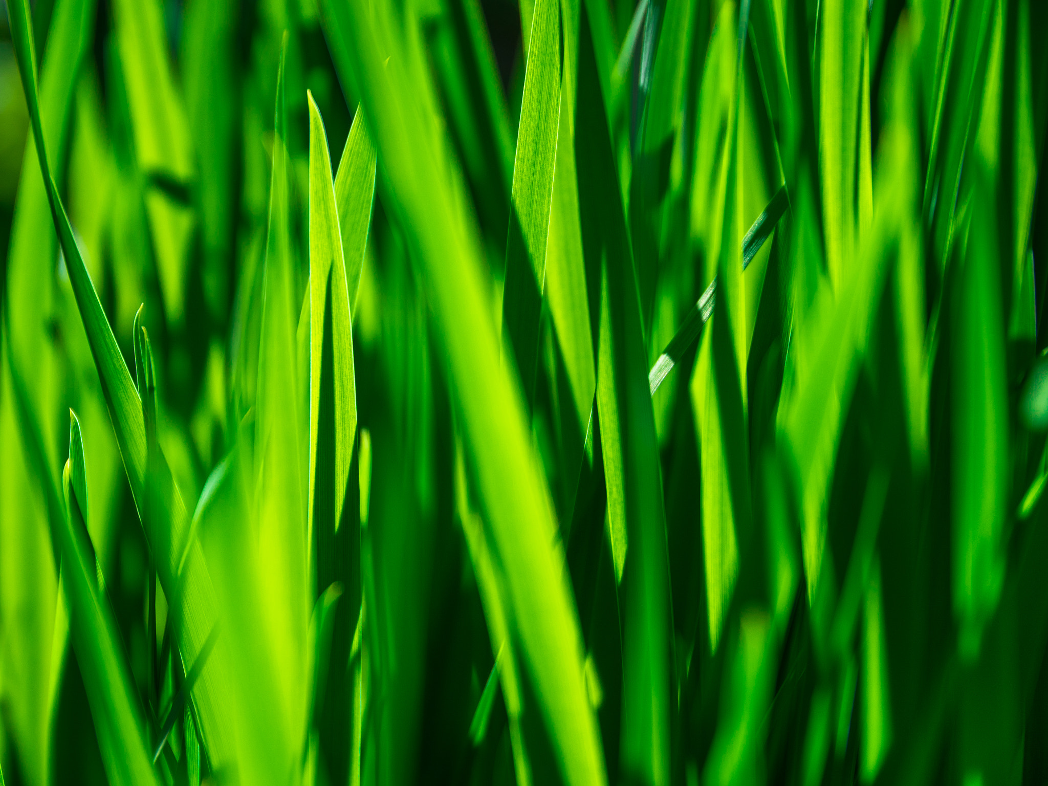 Panasonic Lumix DMC-GH4 sample photo. Grass growing photography