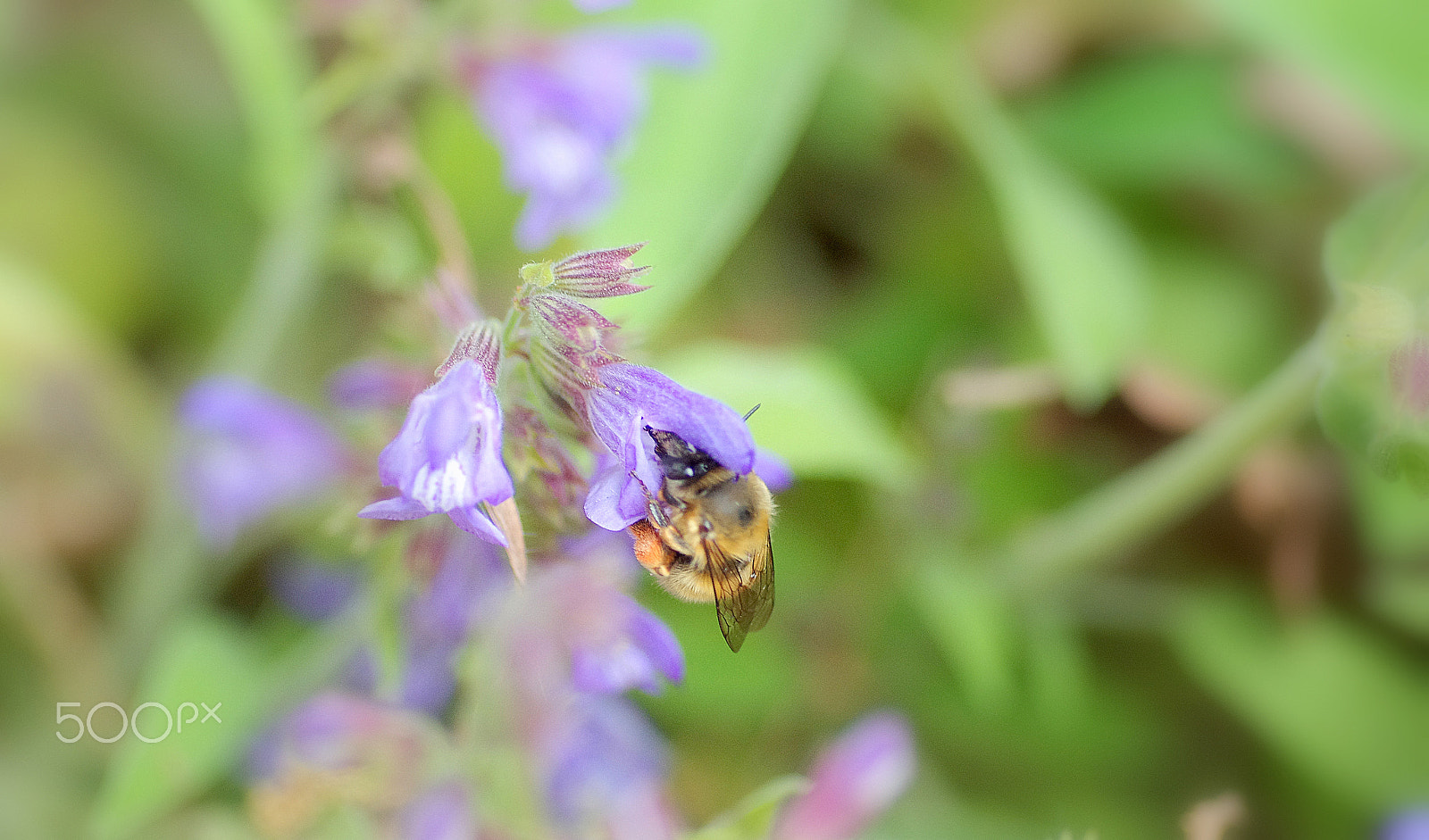 Pentax K-5 II sample photo. Signs of spring photography