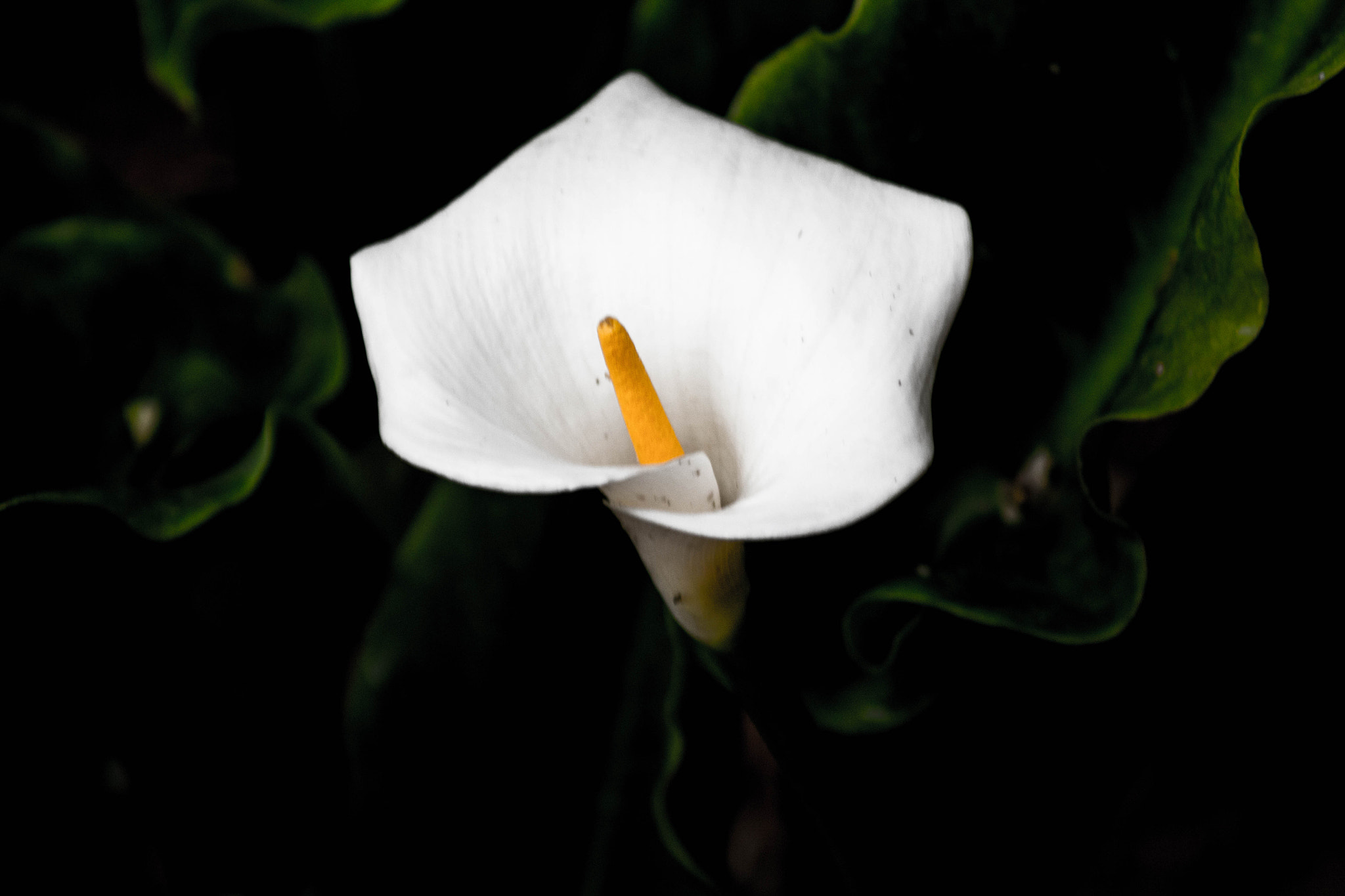 Canon EF 80-200mm F4.5-5.6 II sample photo. Flower photography