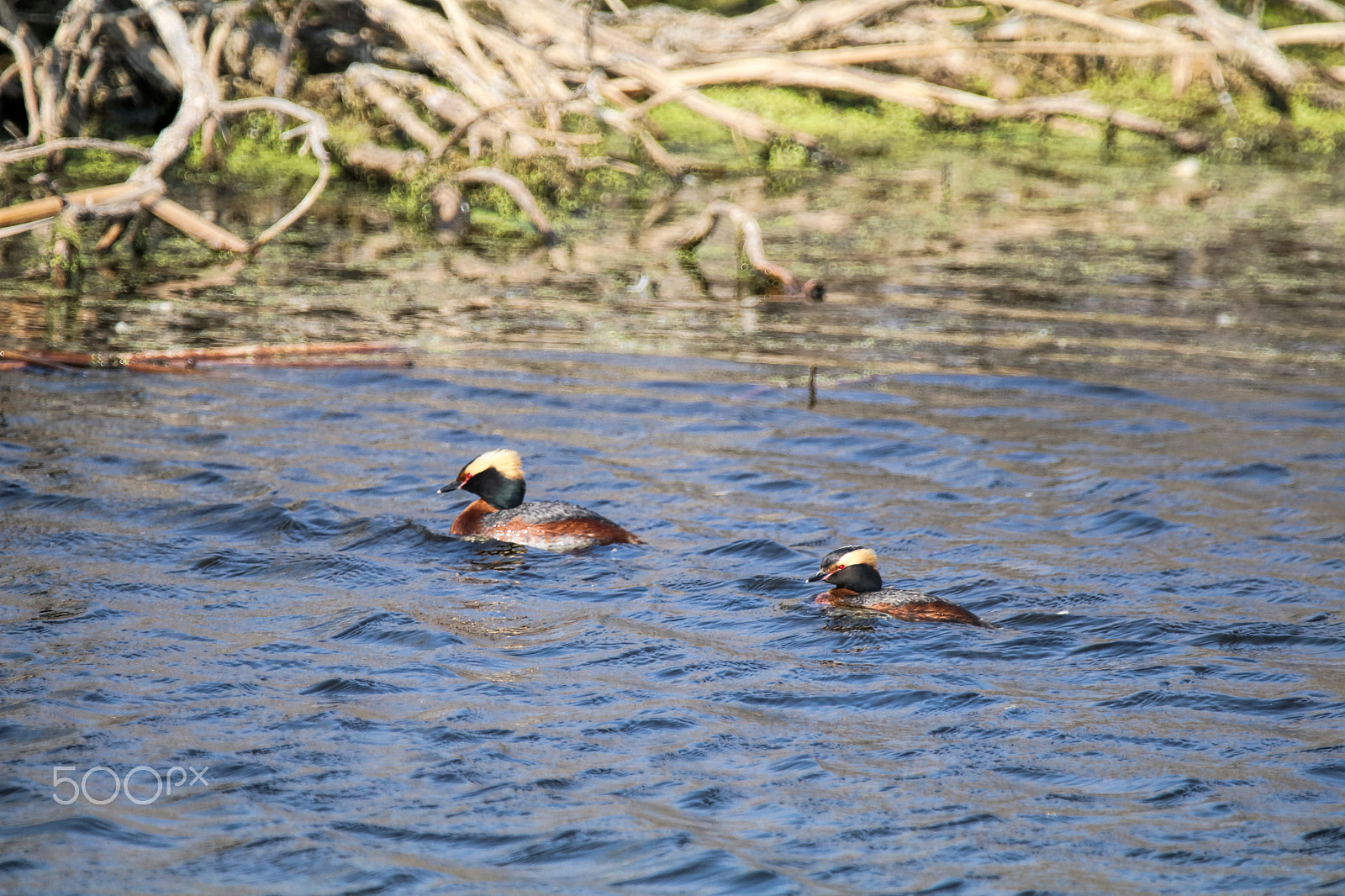 Sigma 150-600mm F5-6.3 DG OS HSM | C sample photo. Horned grebe photography