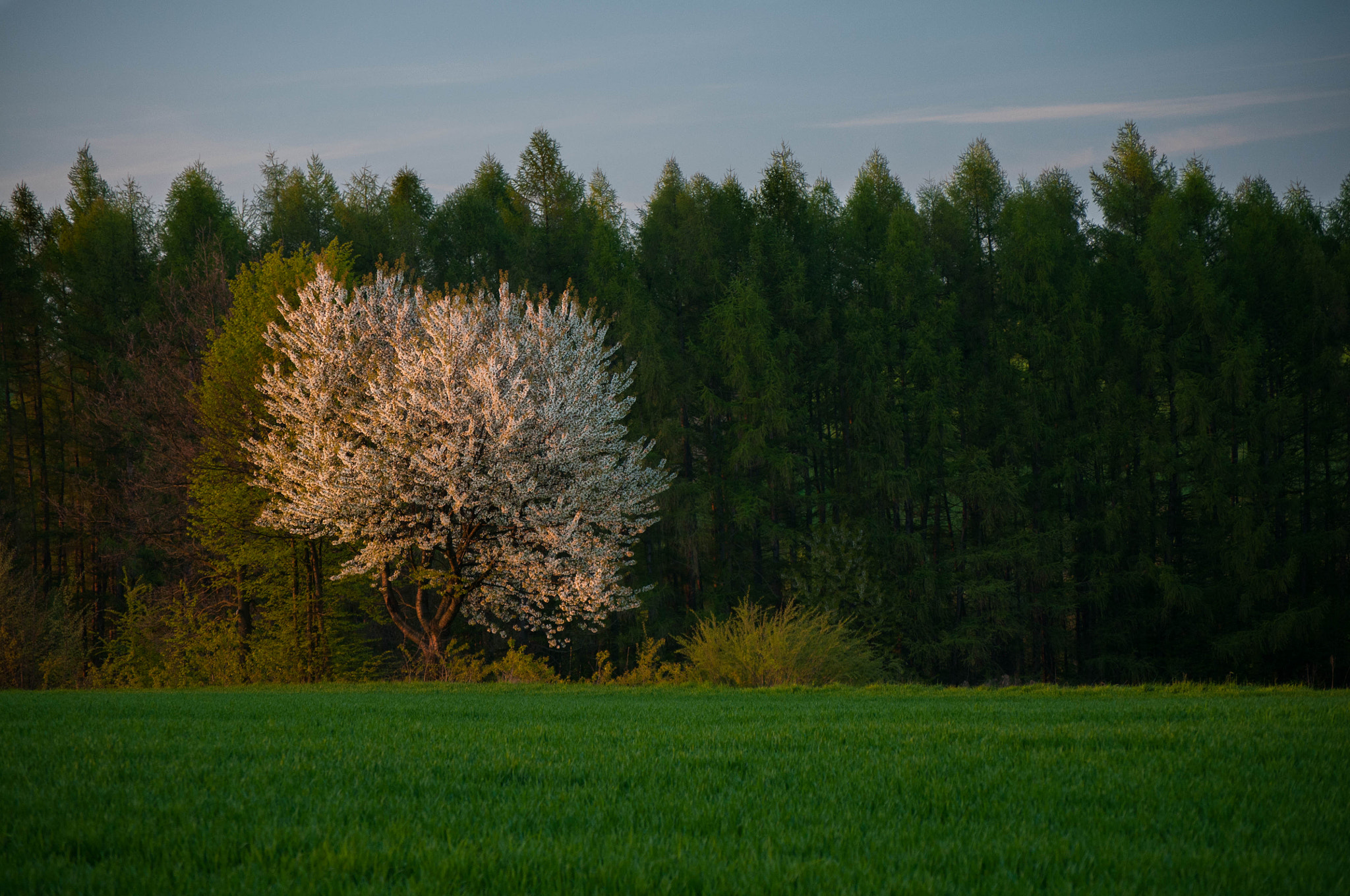 Nikon D300S sample photo. Cherry tree photography