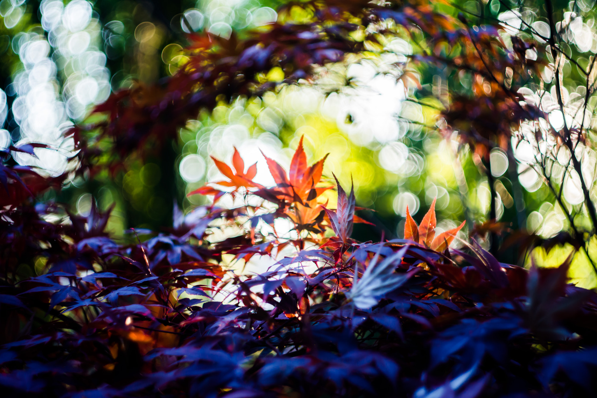 Sony SLT-A77 + Minolta AF 50mm F1.7 sample photo