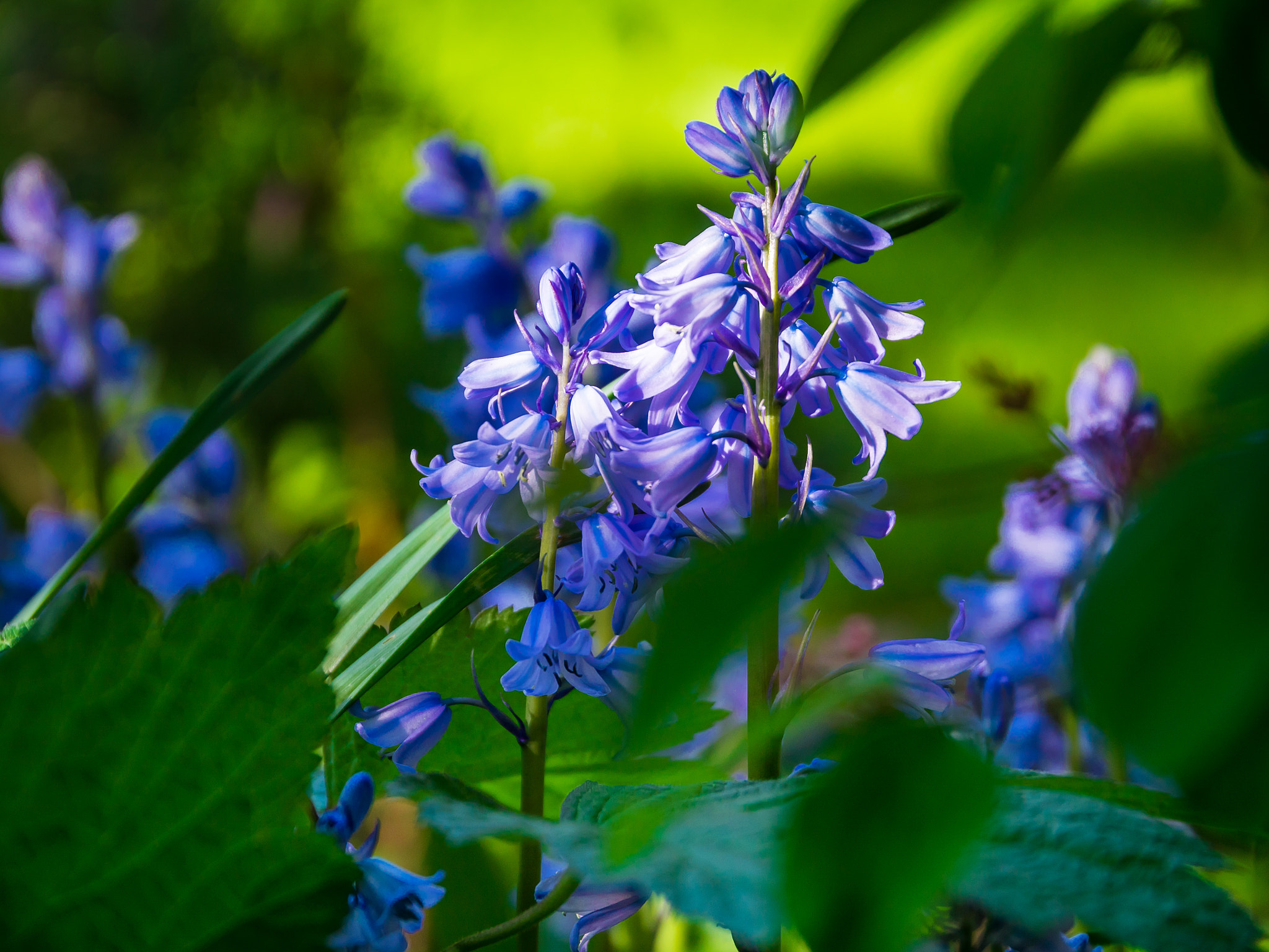 Panasonic Lumix DMC-GH4 sample photo. Purple flowers photography