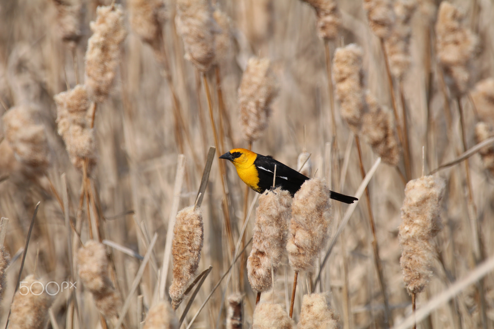 Sigma 150-600mm F5-6.3 DG OS HSM | C sample photo. Golden & black photography