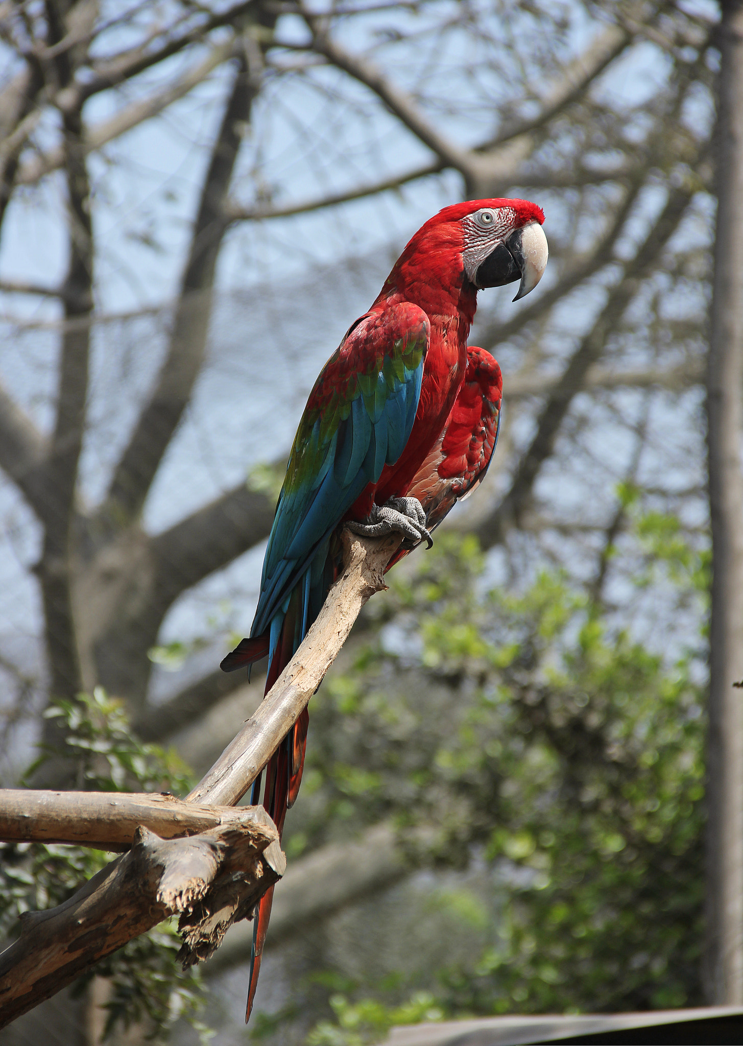 Canon EF 22-55mm f/4-5.6 USM sample photo. Guacamayo photography
