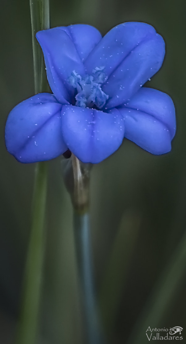 Canon EF-S 18-135mm F3.5-5.6 IS STM sample photo. Blue photography