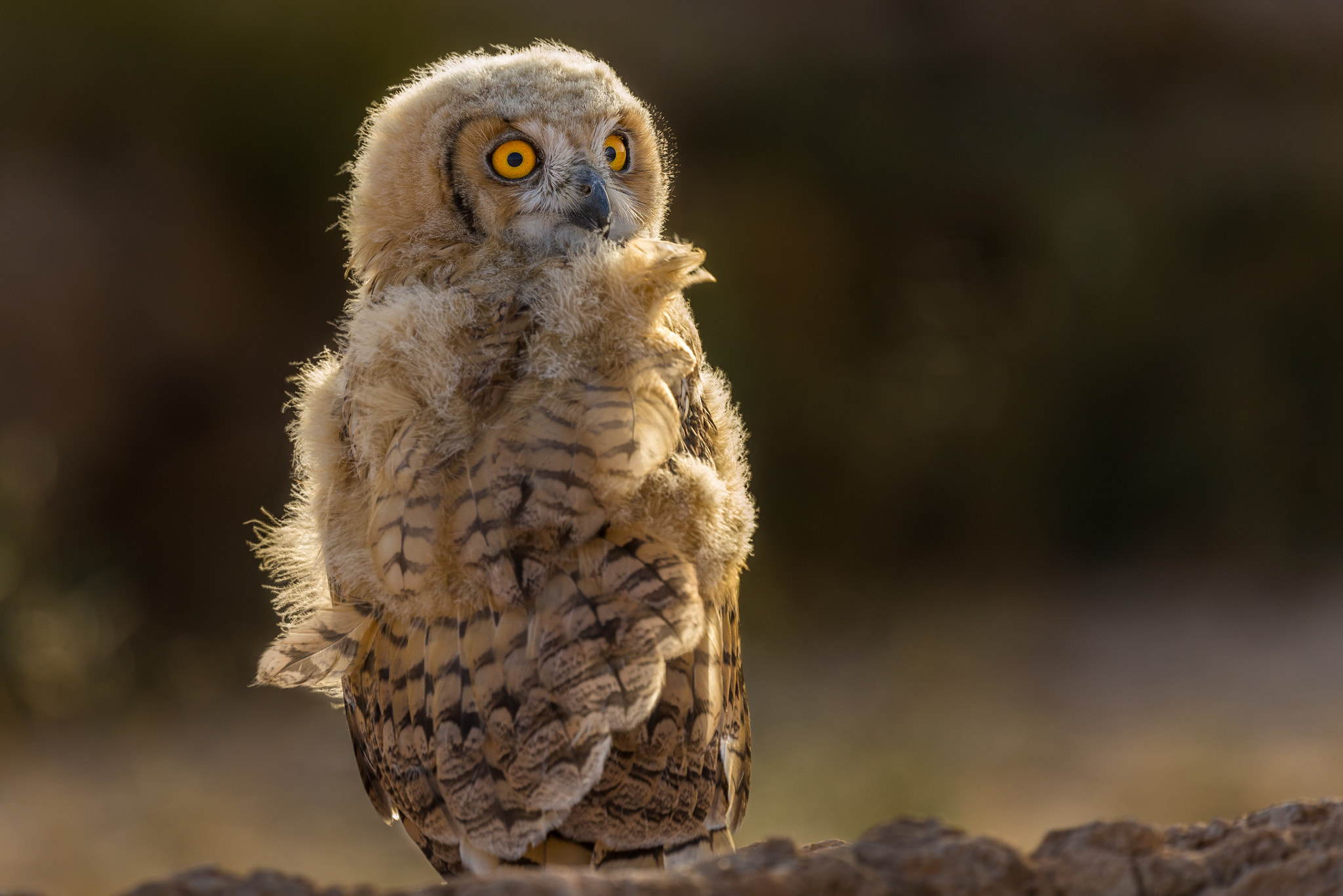 Canon EF 100-400mm F4.5-5.6L IS II USM sample photo. Look of wonder photography