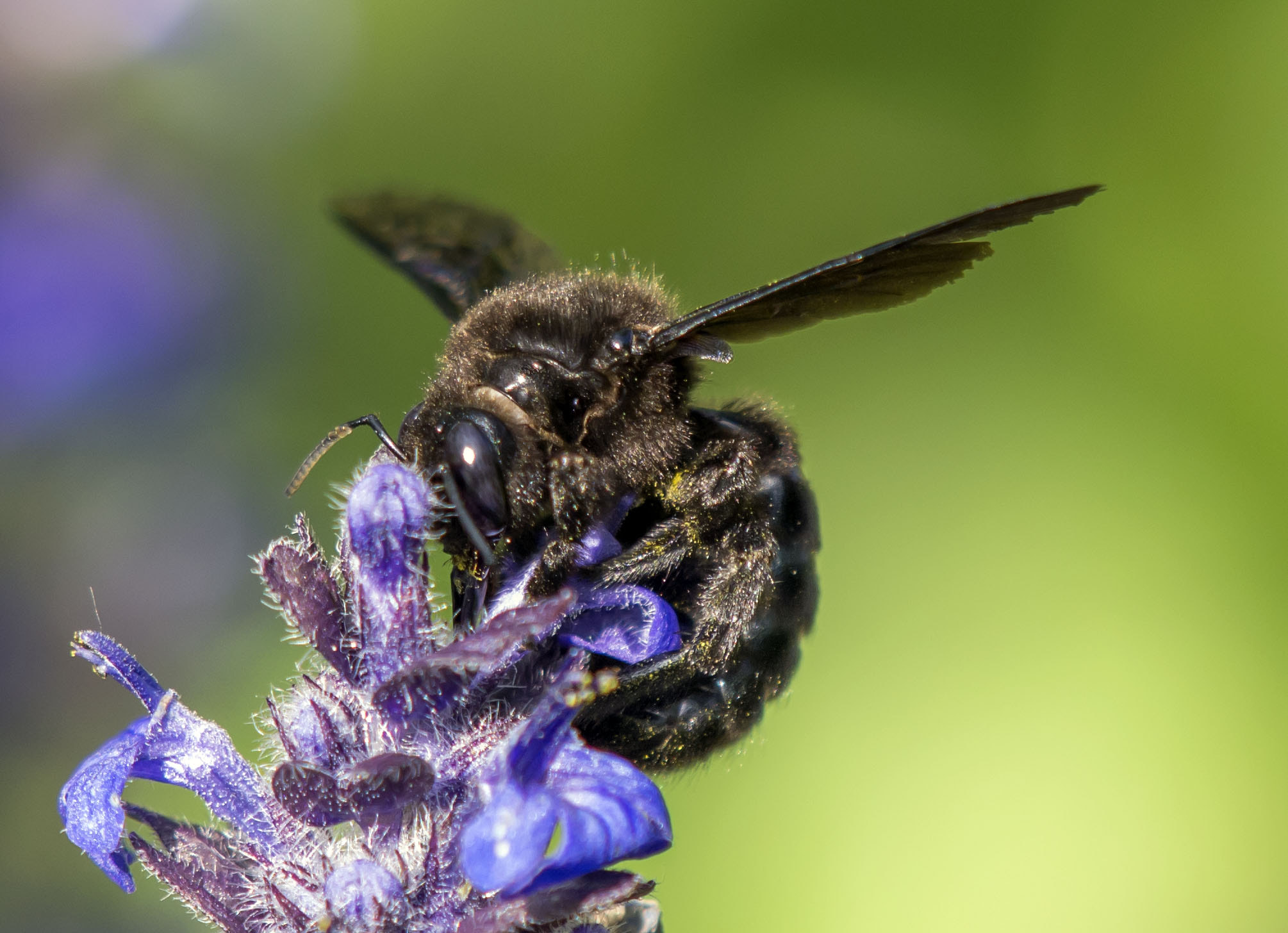 Olympus E-5 sample photo. Violet carpenter bee photography