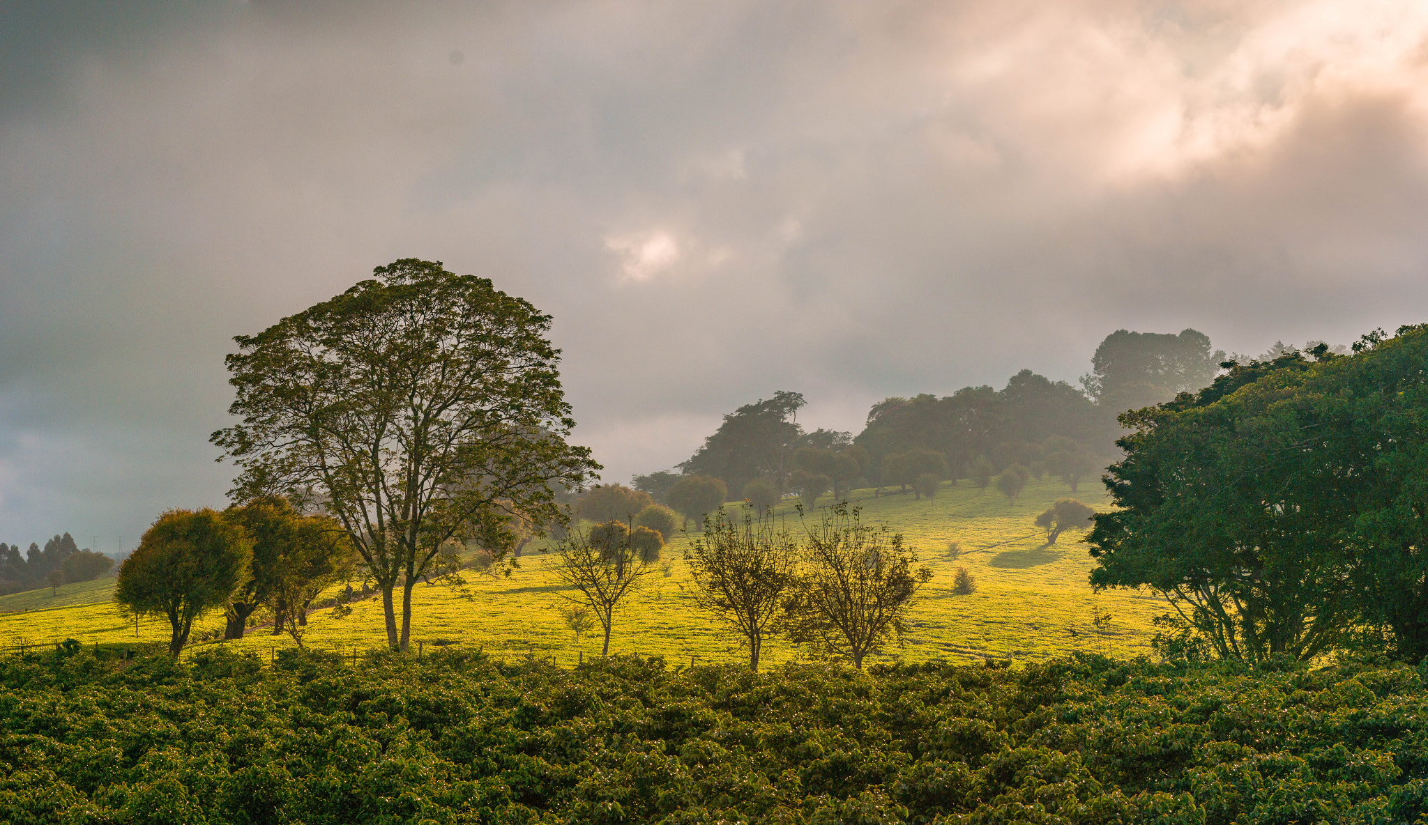 Samsung NX1 + Samsung NX 85mm F1.4 ED SSA sample photo. Tea landscapes - kenya photography