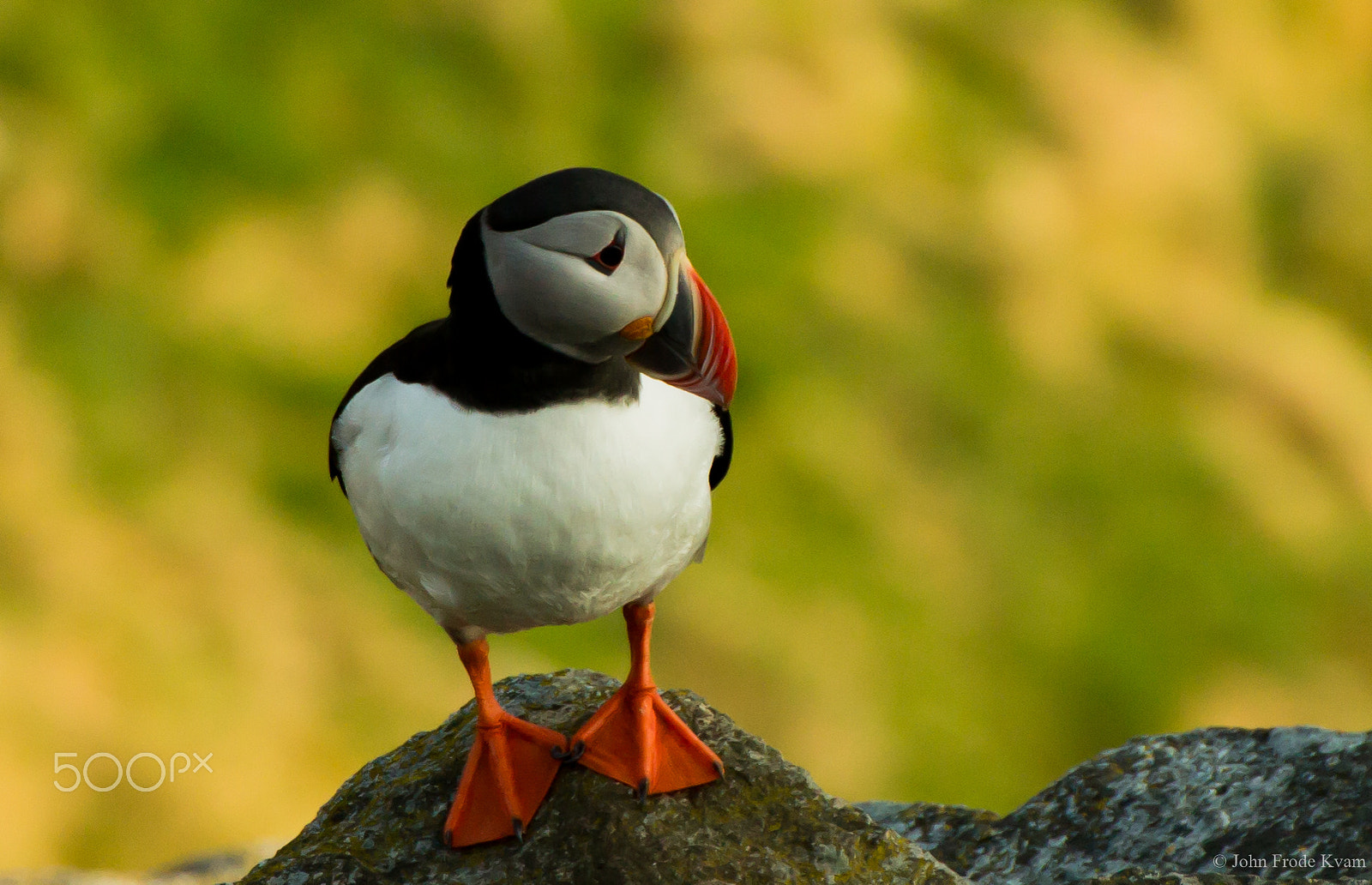Tamron SP 35mm F1.8 Di VC USD sample photo. Puffin photography