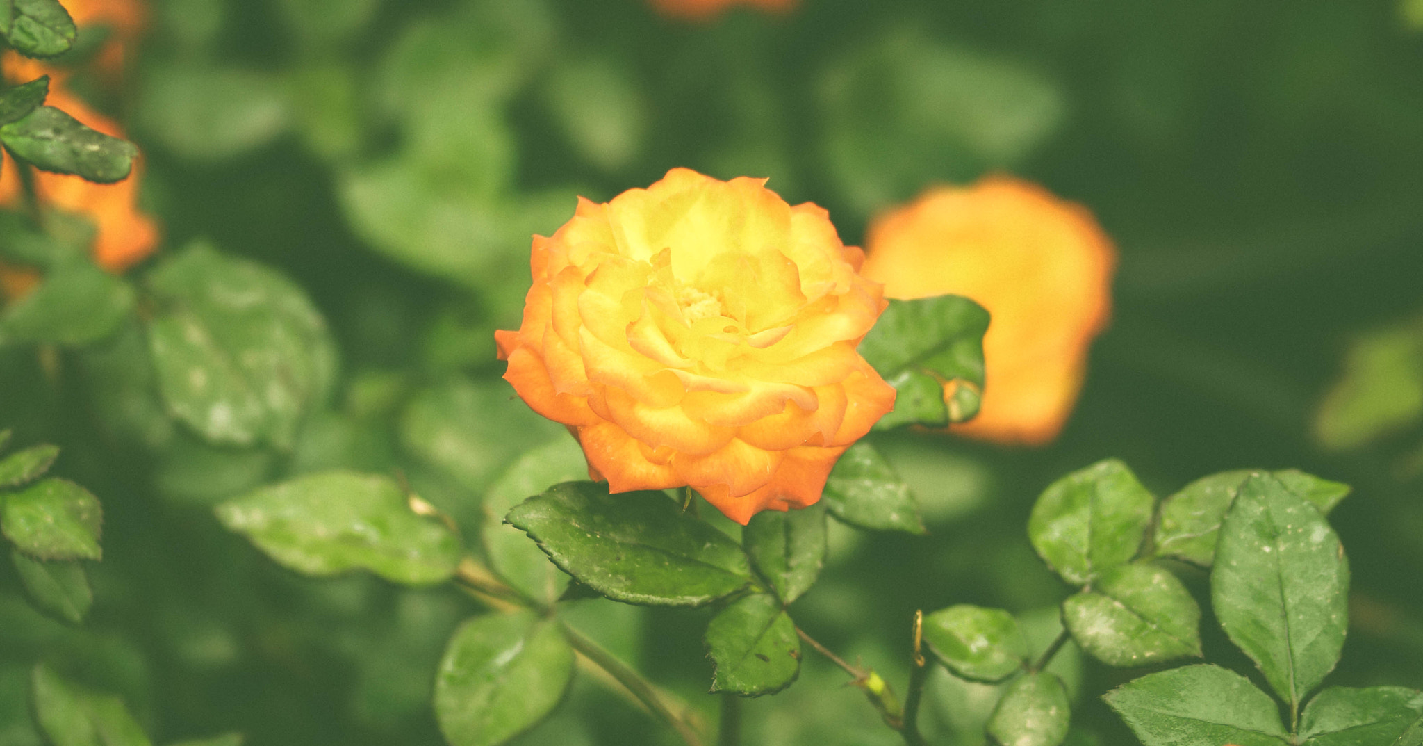 Sigma 105mm F2.8 EX DG OS HSM sample photo. Orange photography