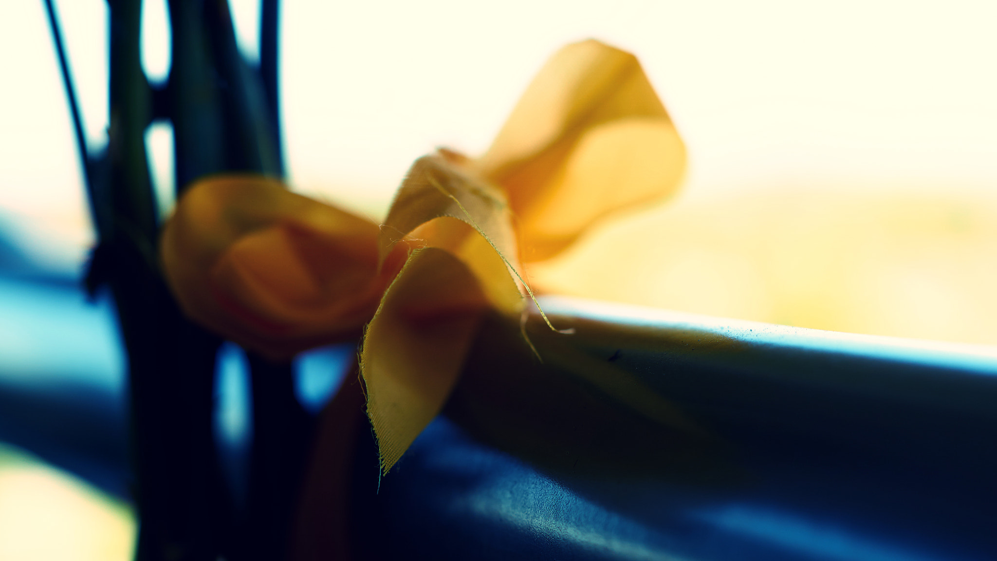 Sony ILCA-77M2 + Sony DT 50mm F1.8 SAM sample photo. Tie a yellow ribbon around the day photography