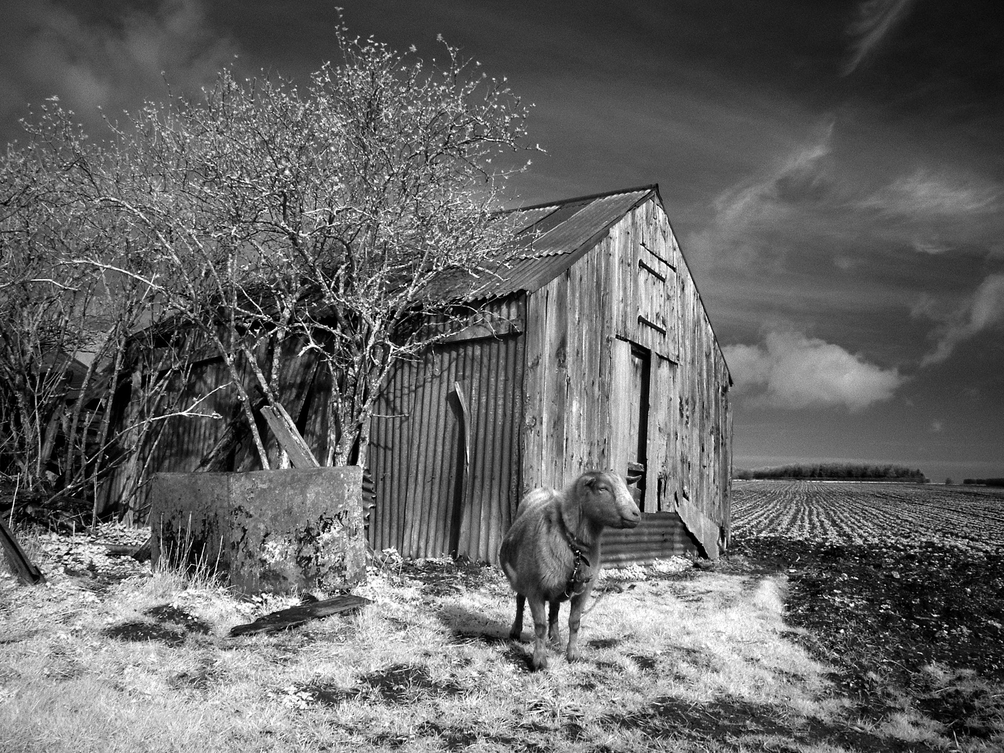 KONICA MINOLTA DiMAGE 7 sample photo. Goat shed photography