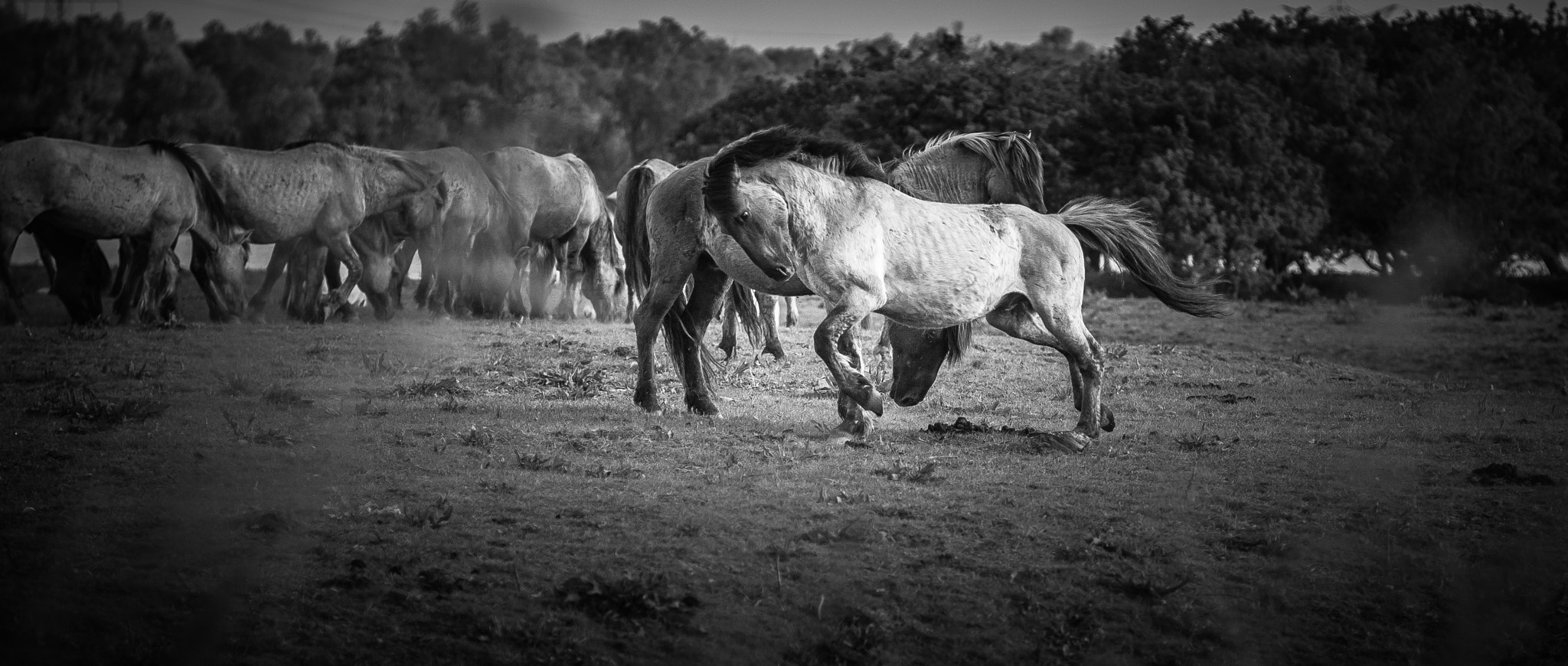 Canon EOS 5D + Canon EF 135mm F2.8 SF sample photo. Konik horse. photography