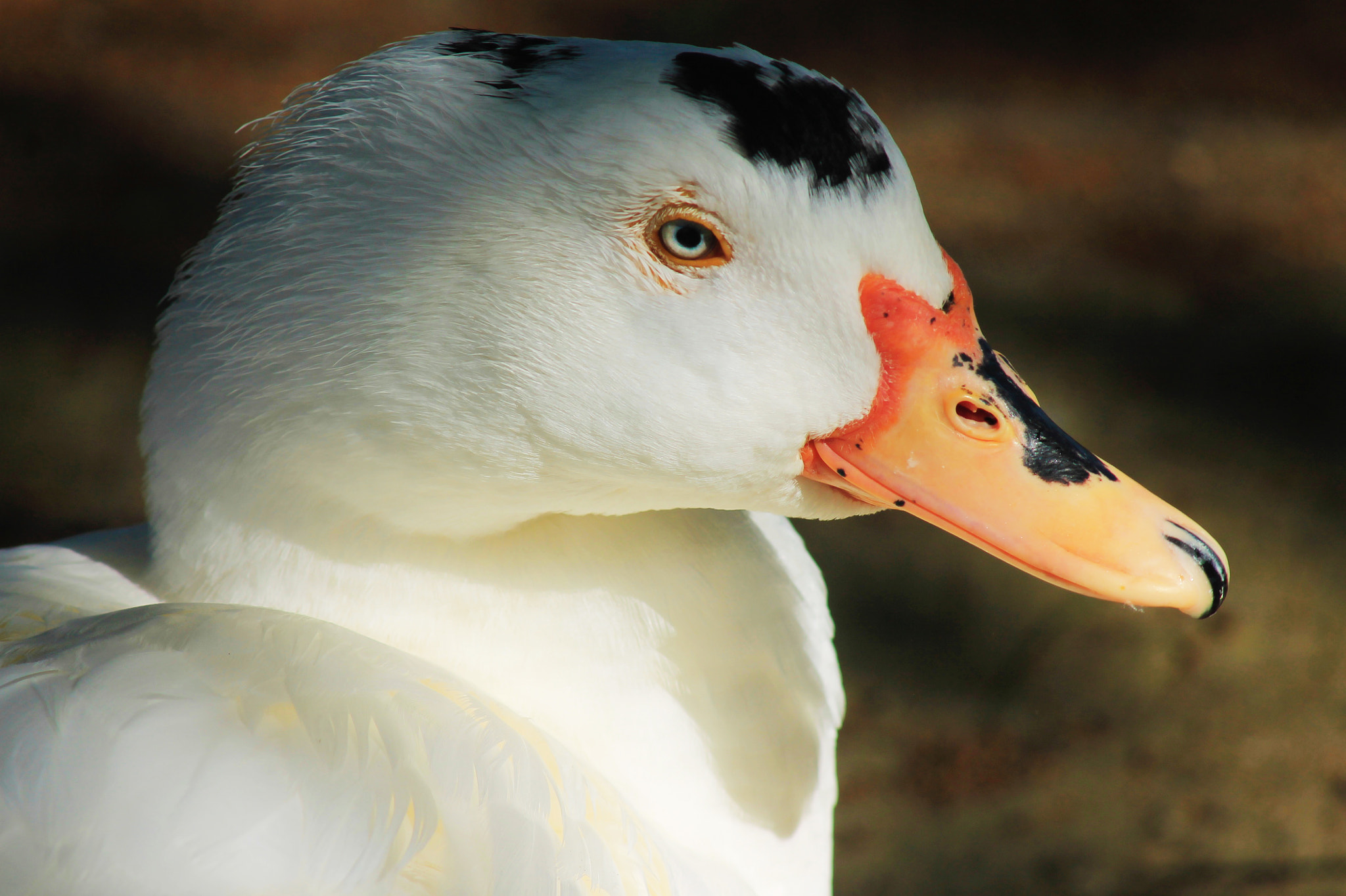 Canon EF 80-200mm f/4.5-5.6 USM sample photo. Anatra photography