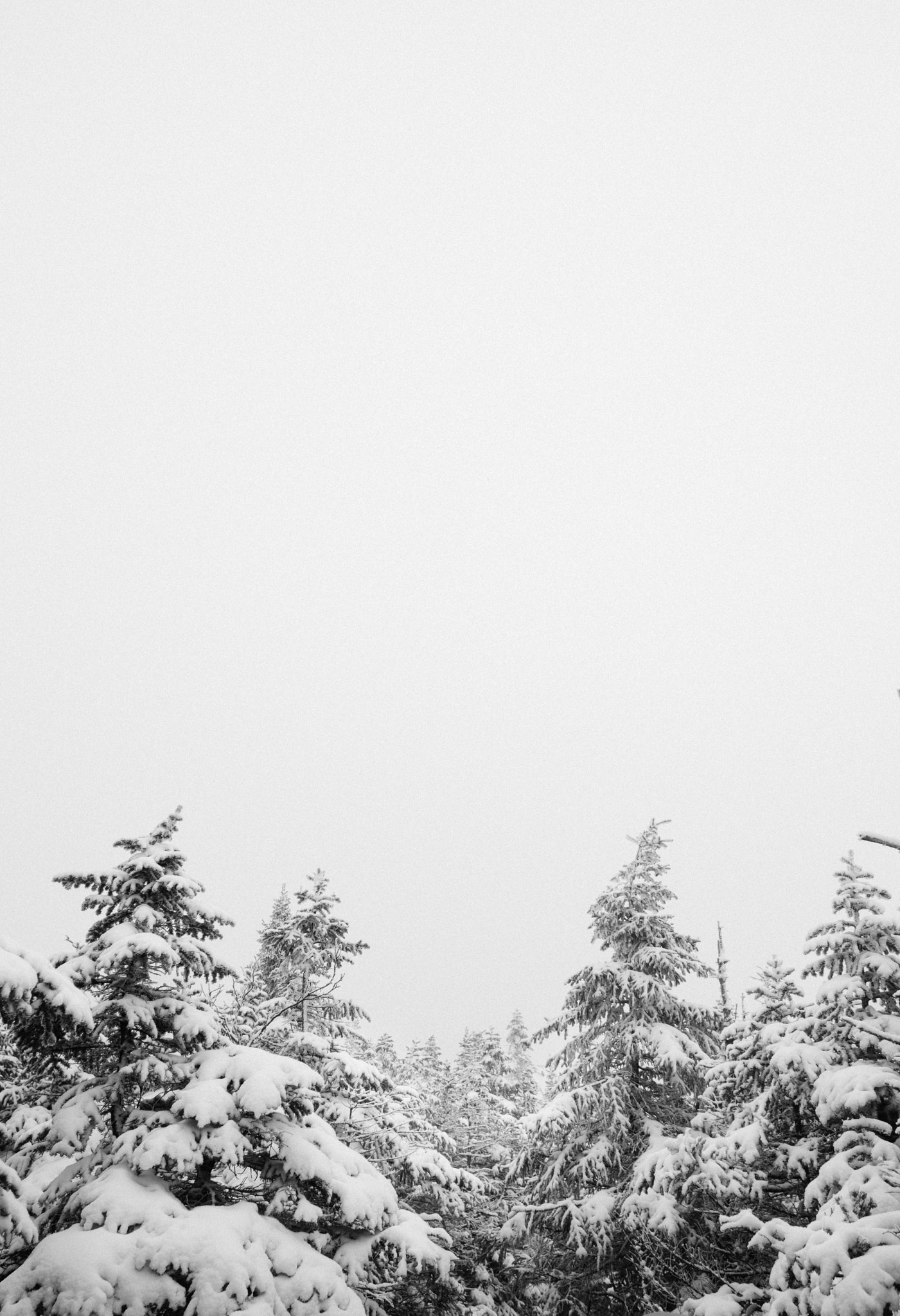 Sony SLT-A65 (SLT-A65V) + Sony Vario-Sonnar T* 16-35mm F2.8 ZA SSM sample photo. Snow covered mountain tree tops photography