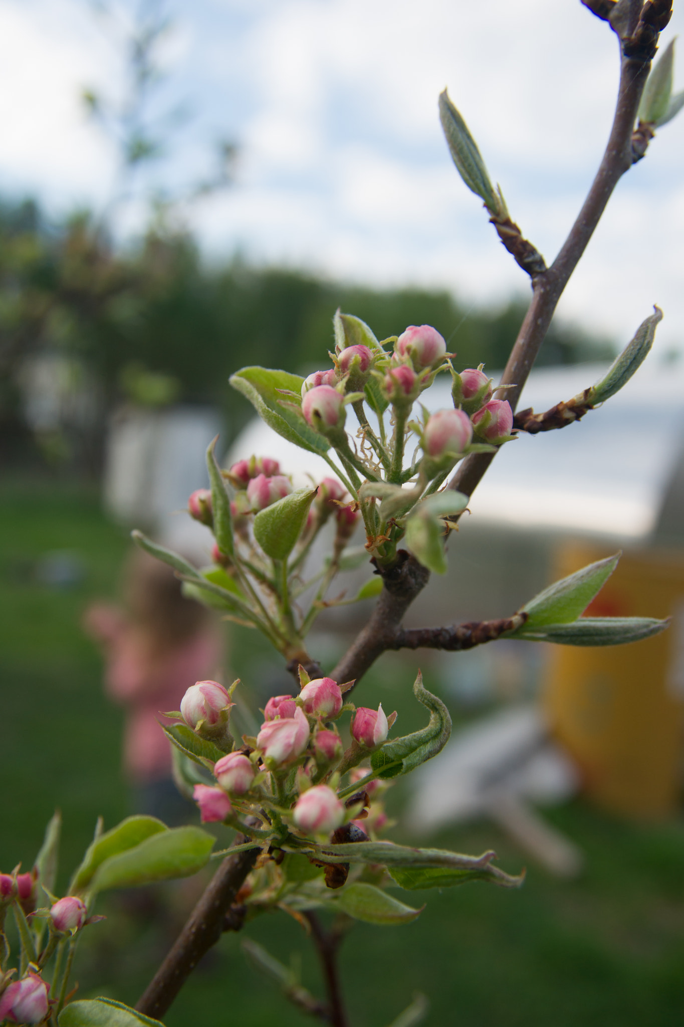 Sigma ZOOM-alpha 35-135mm F3.5-4.5 sample photo. Цветок груши photography