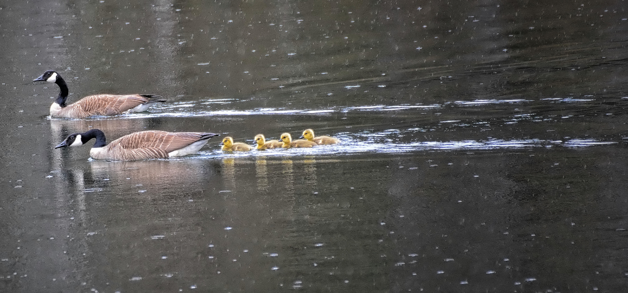 Nikon D7100 + Sigma 70-300mm F4-5.6 DG OS sample photo. Out for a sunday swim. photography